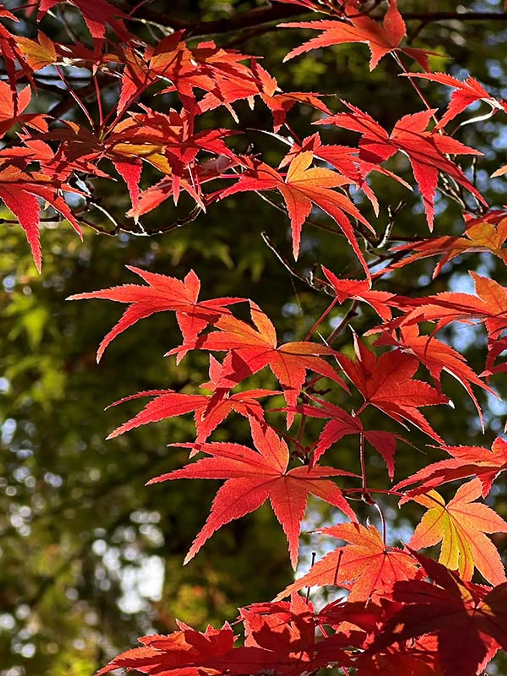 【神護寺】紅葉