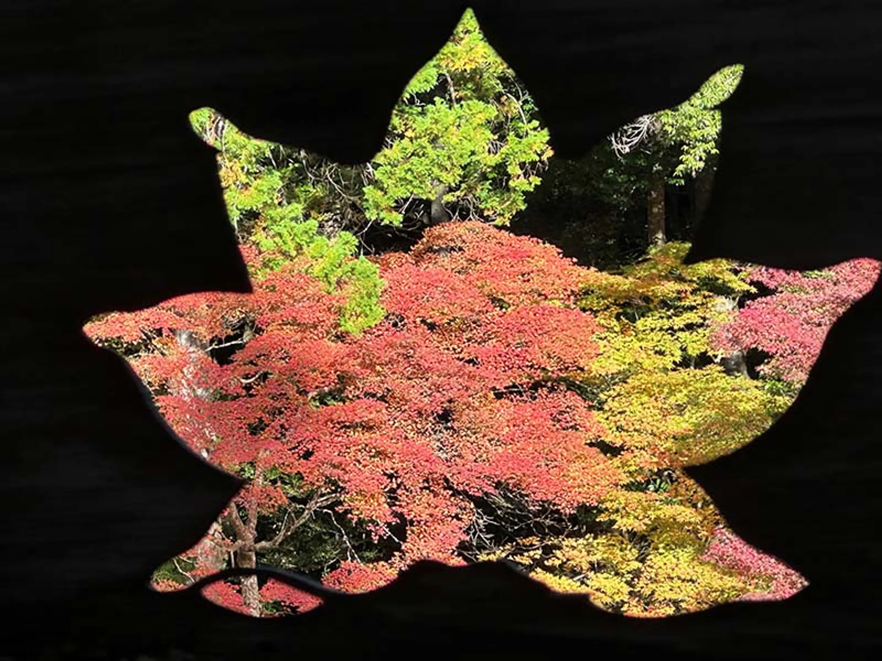 【神護寺】紅葉