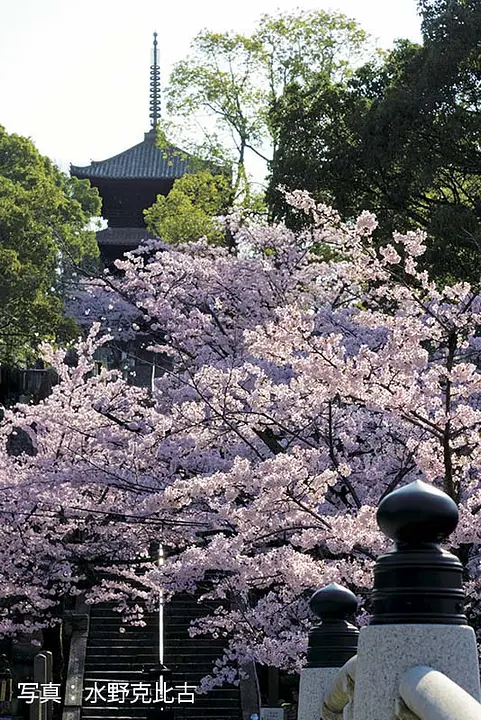【金戒光明寺】桜