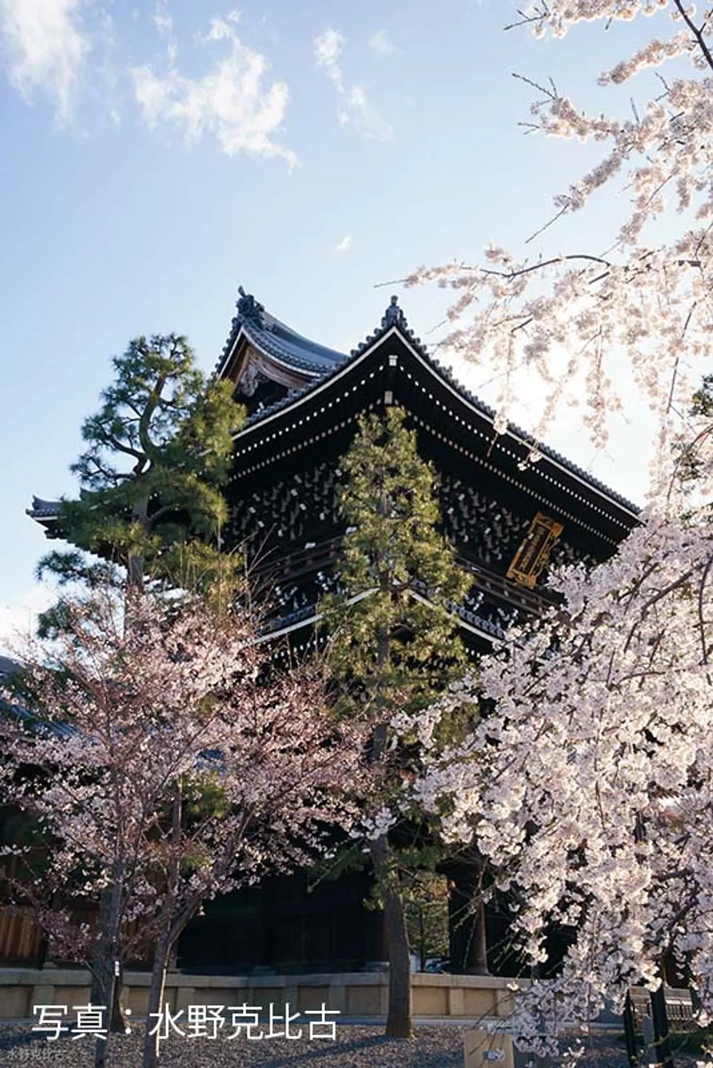 【金戒光明寺】桜