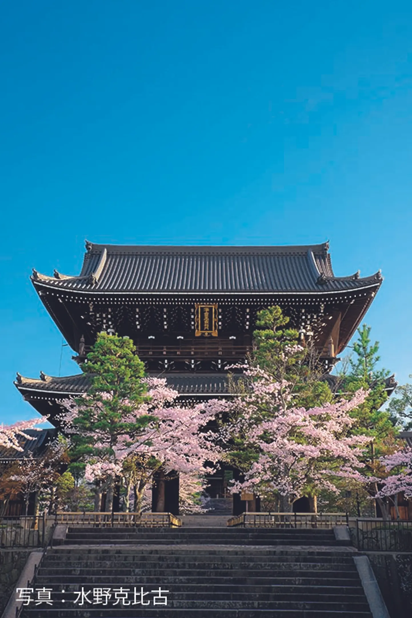 【金戒光明寺】桜