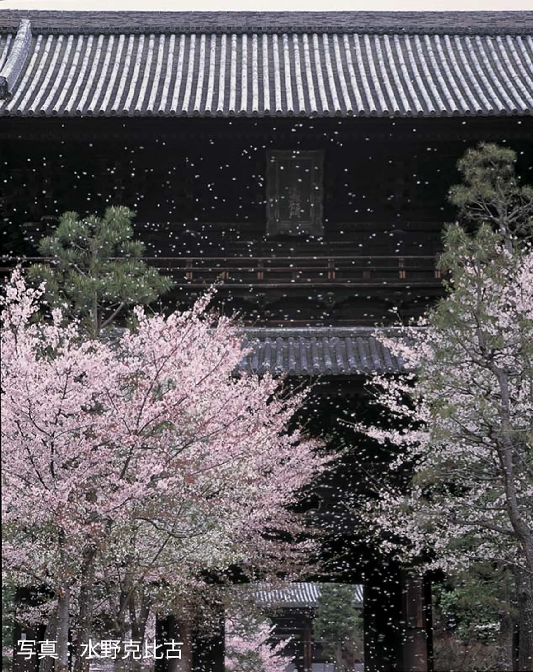 【金戒光明寺】桜