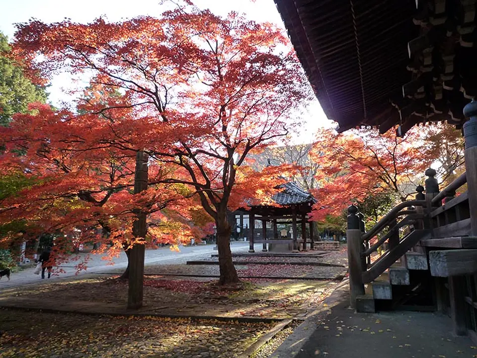 【真如堂（真正極楽寺）】紅葉