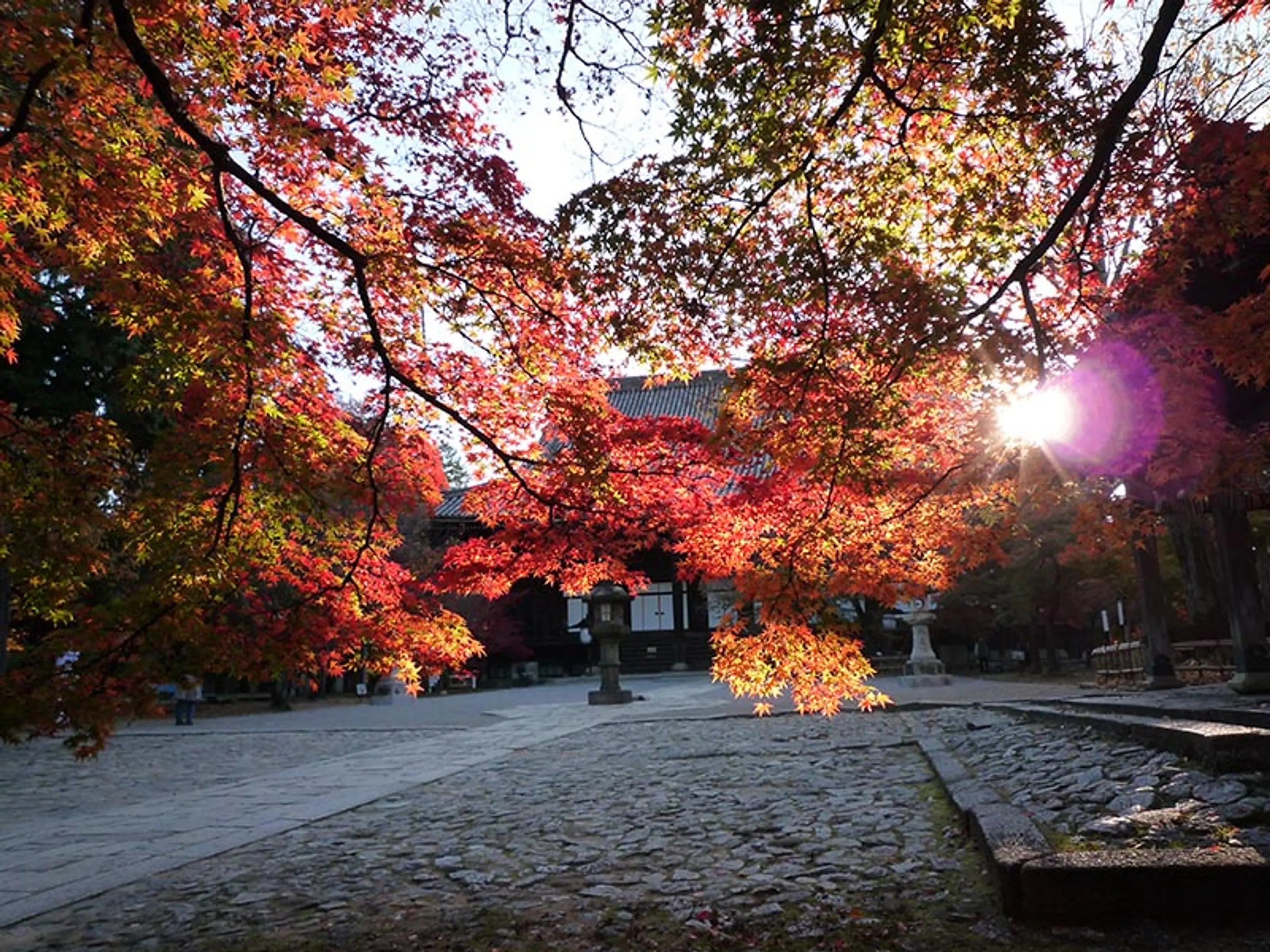 【真如堂（真正極楽寺）】紅葉