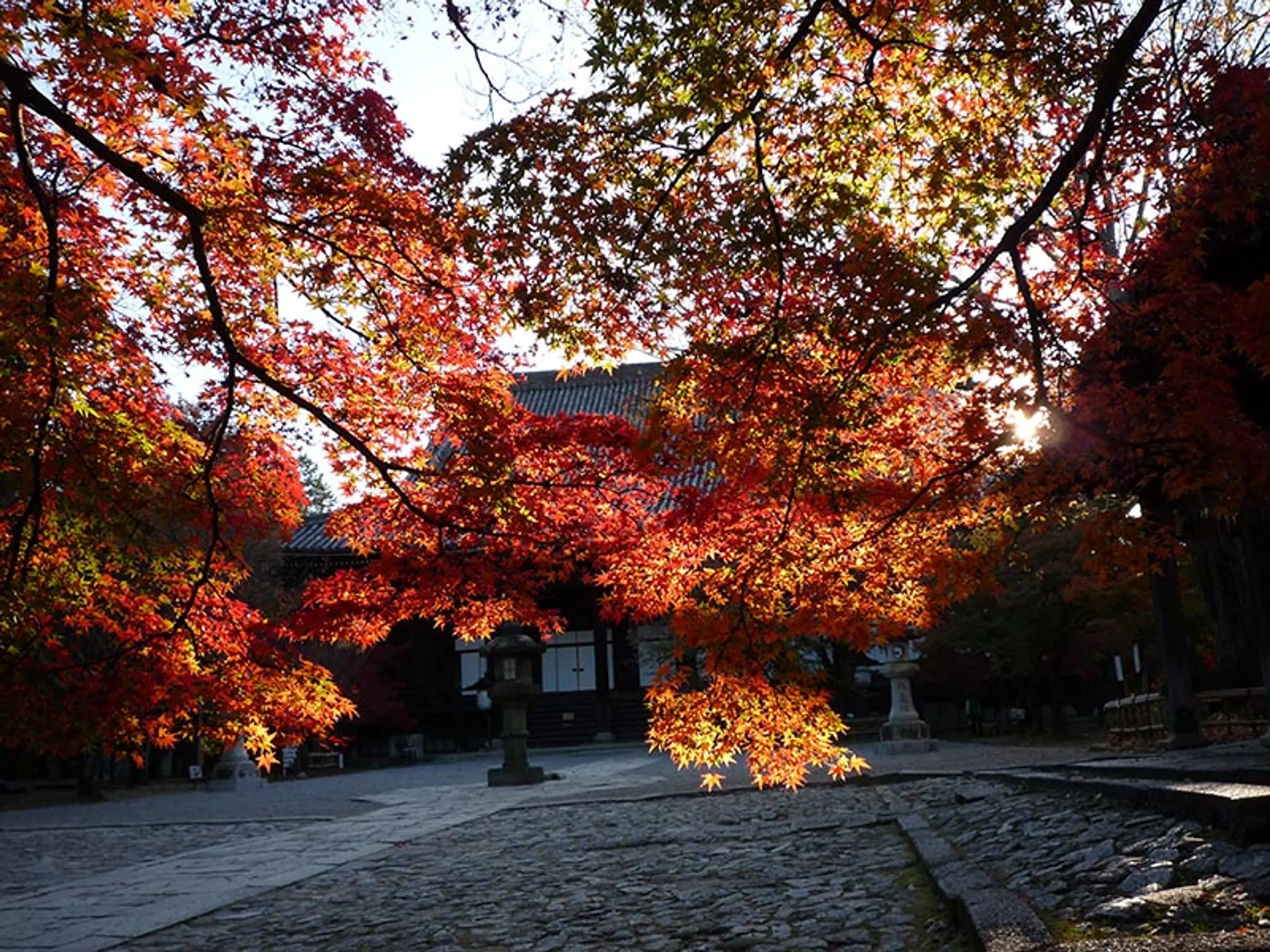 【真如堂（真正極楽寺）】紅葉