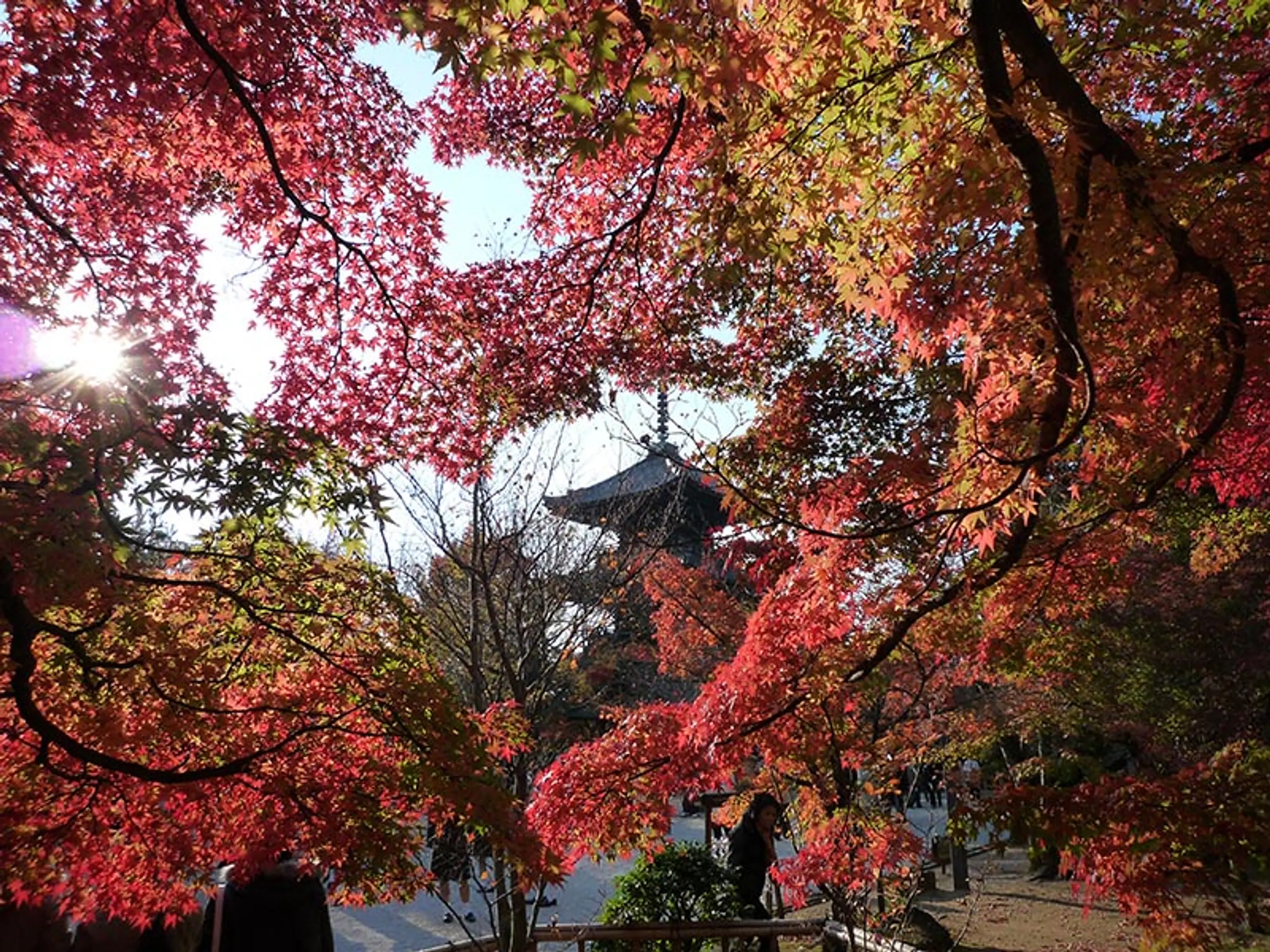 【真如堂（真正極楽寺）】紅葉