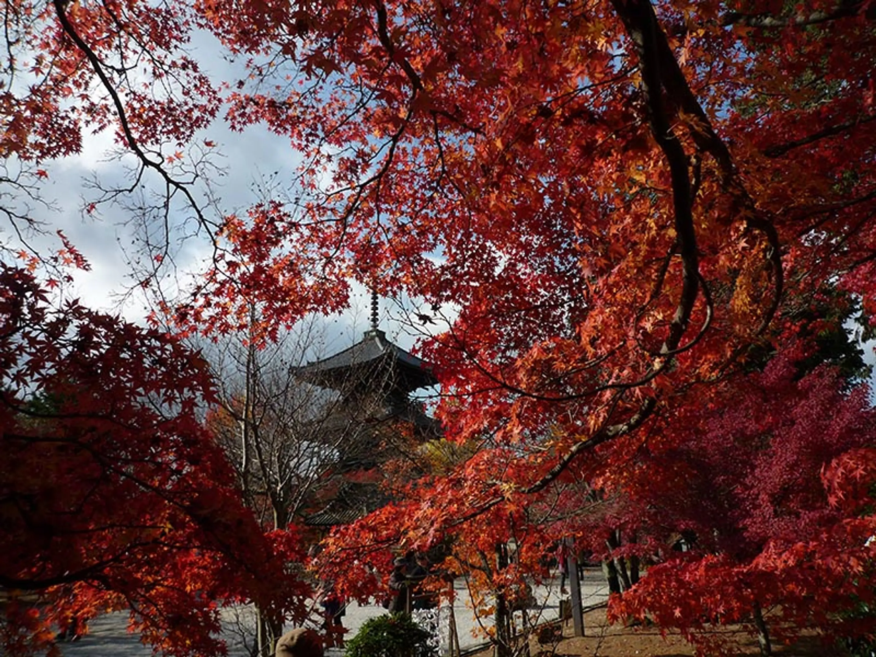 【真如堂（真正極楽寺）】紅葉