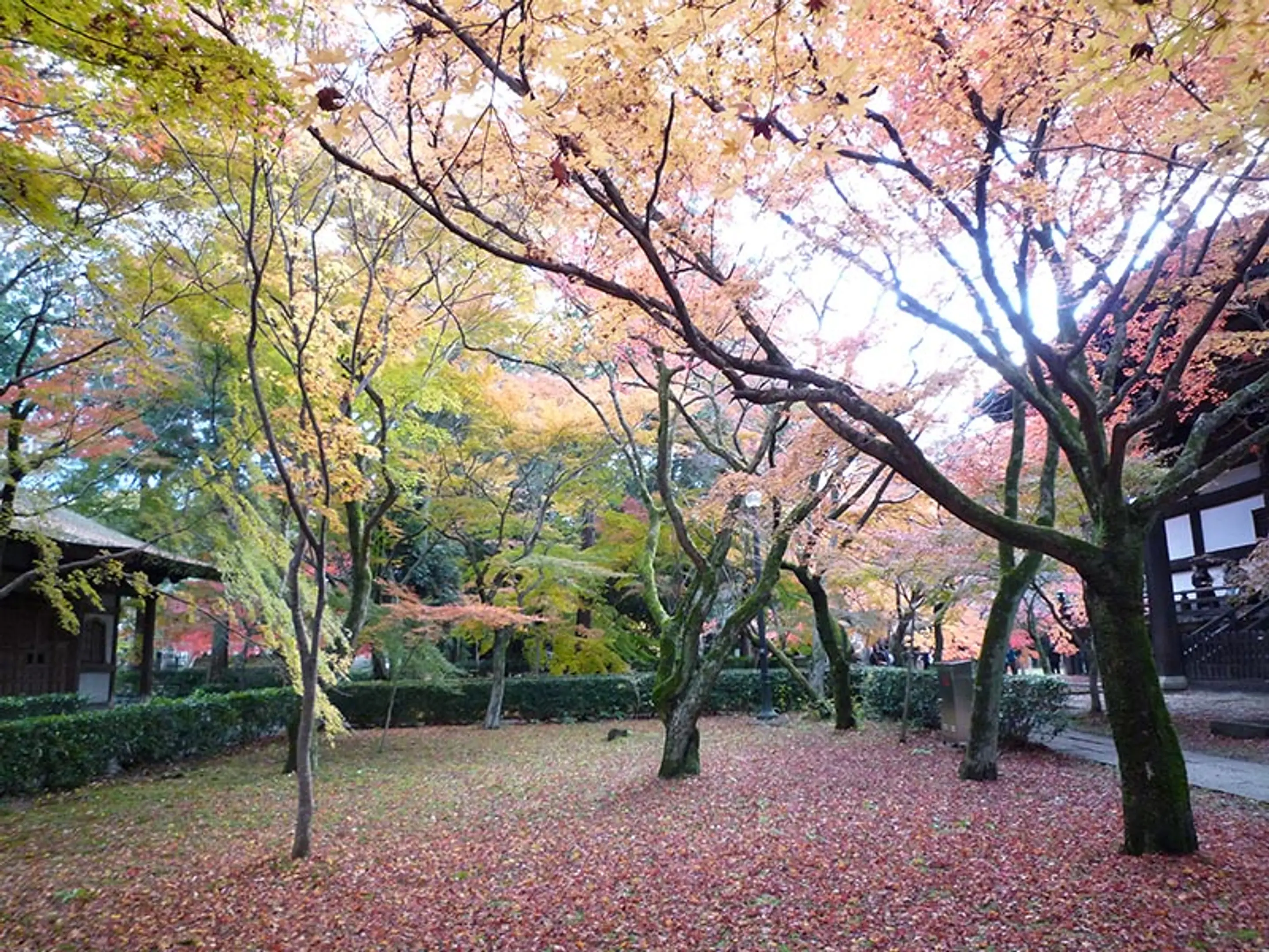 【真如堂（真正極楽寺）】紅葉