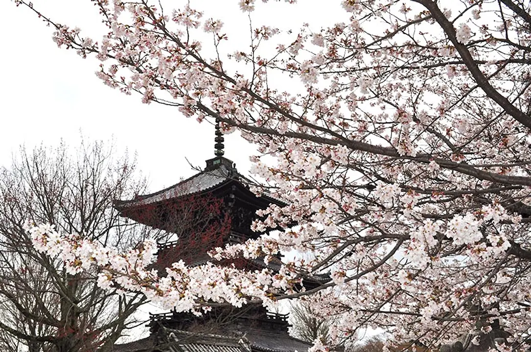 【真如堂（真正極楽寺）】桜