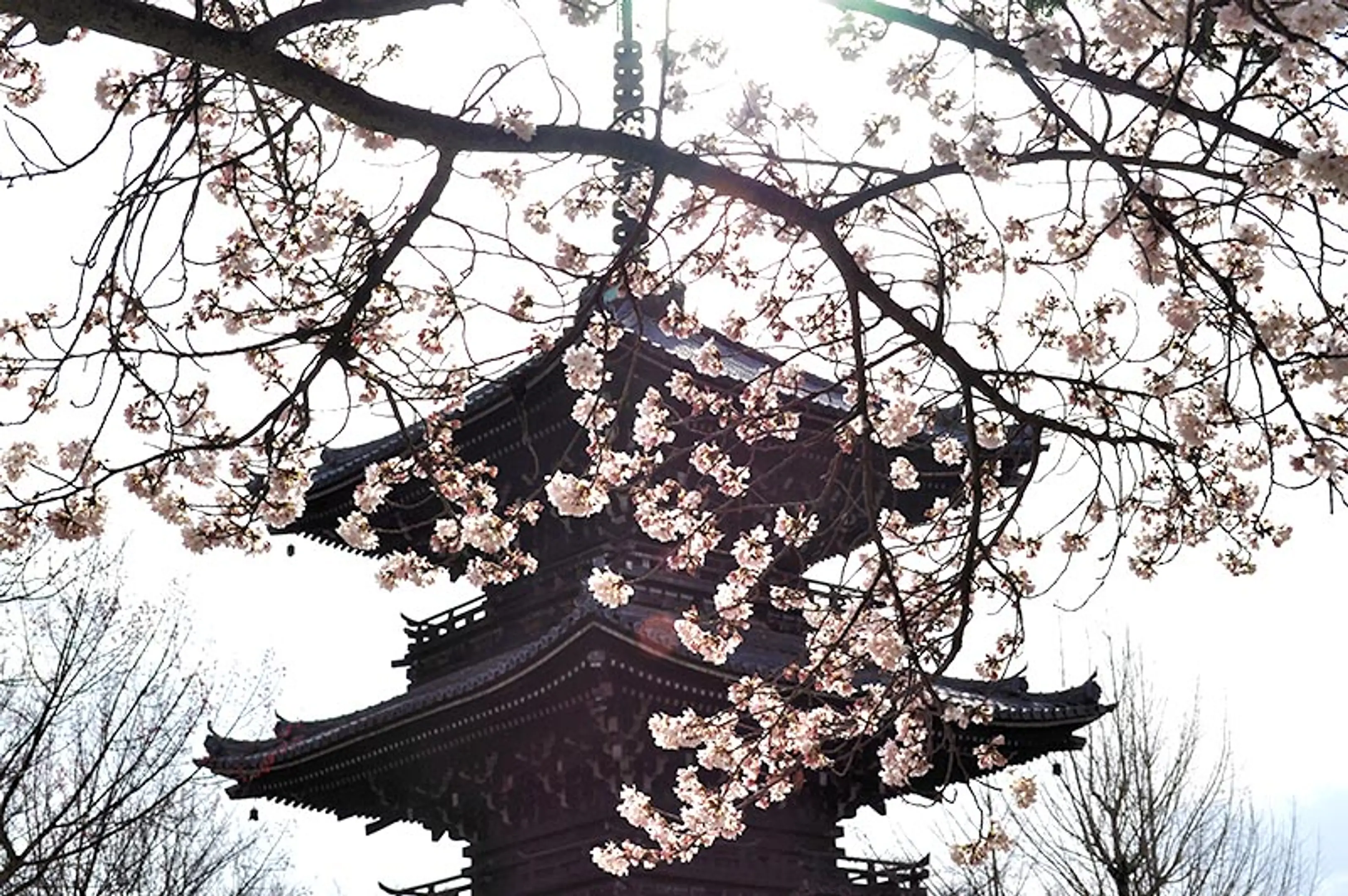 【真如堂（真正極楽寺）】桜