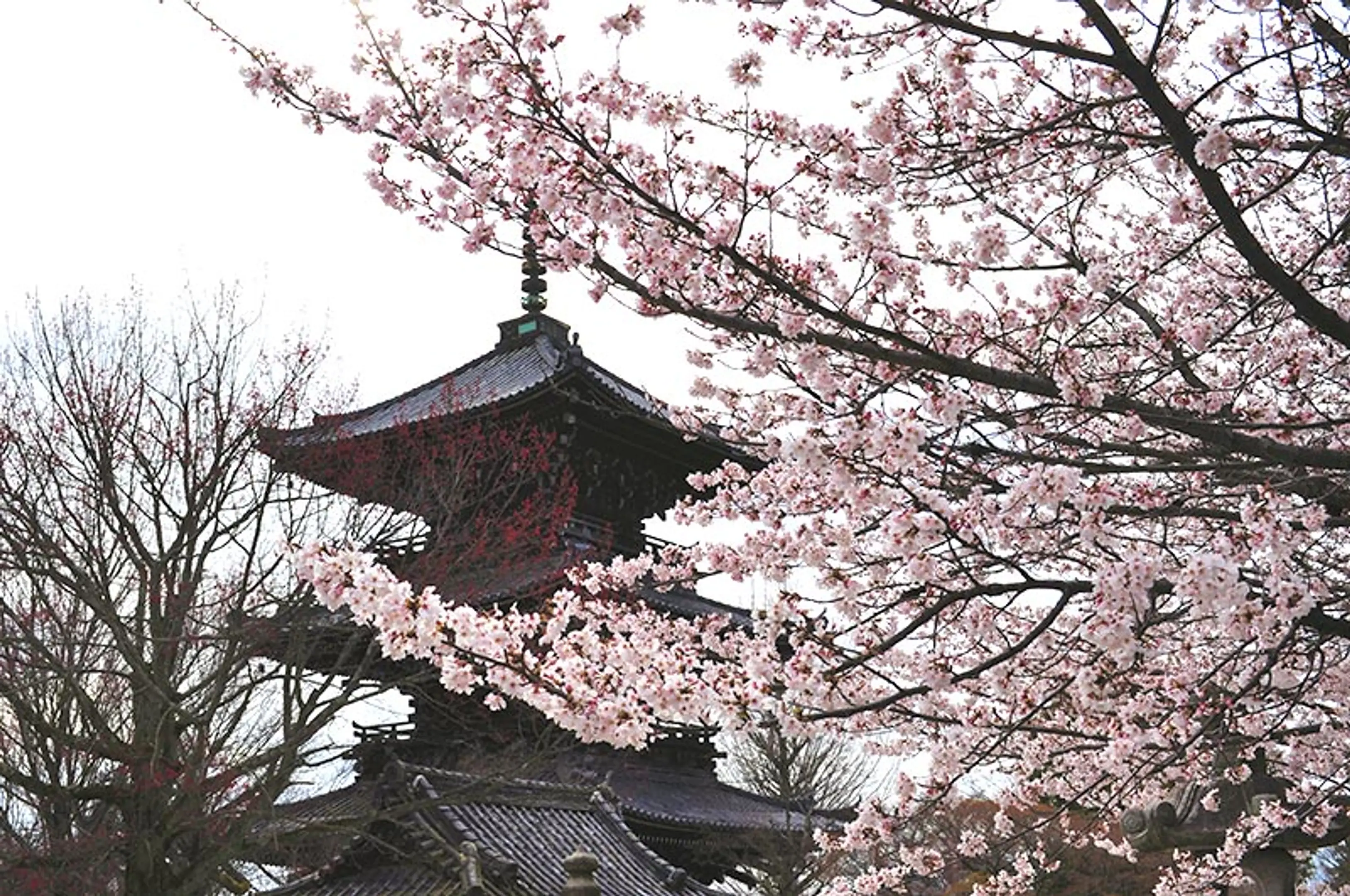 【真如堂（真正極楽寺）】桜