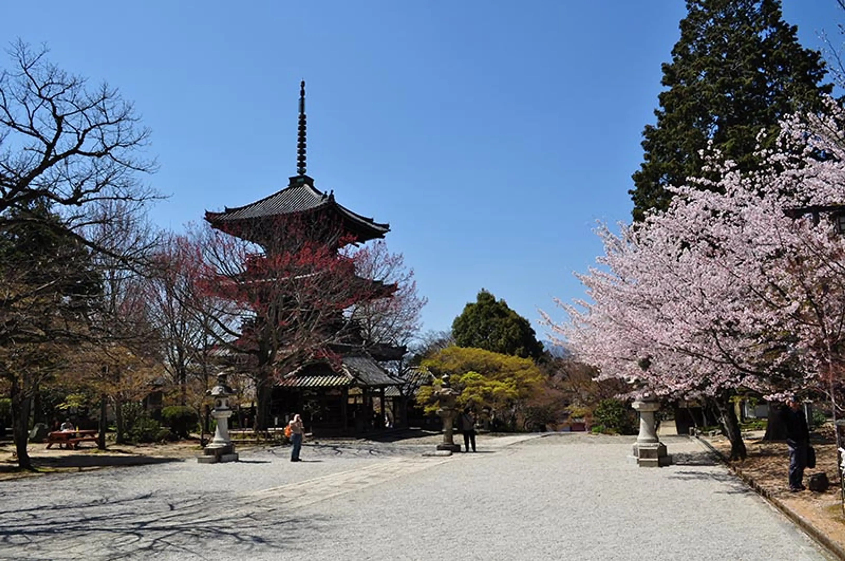 【真如堂（真正極楽寺）】桜