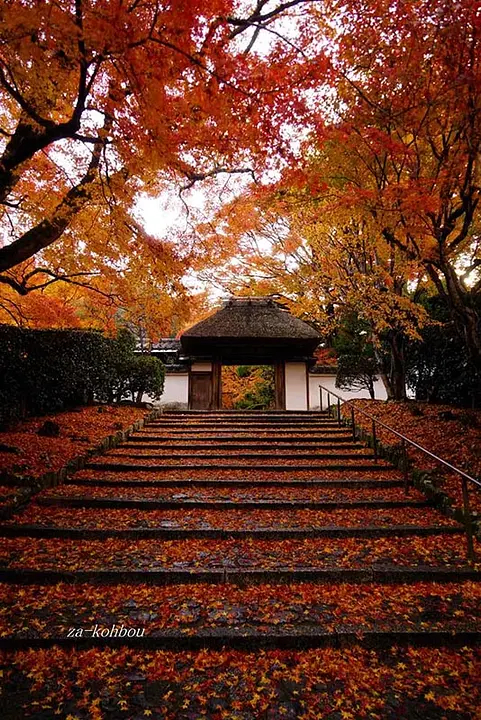 【安楽寺】紅葉