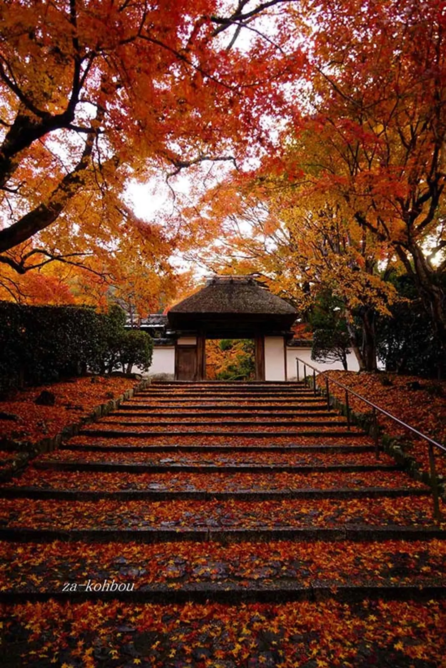 【安楽寺】紅葉