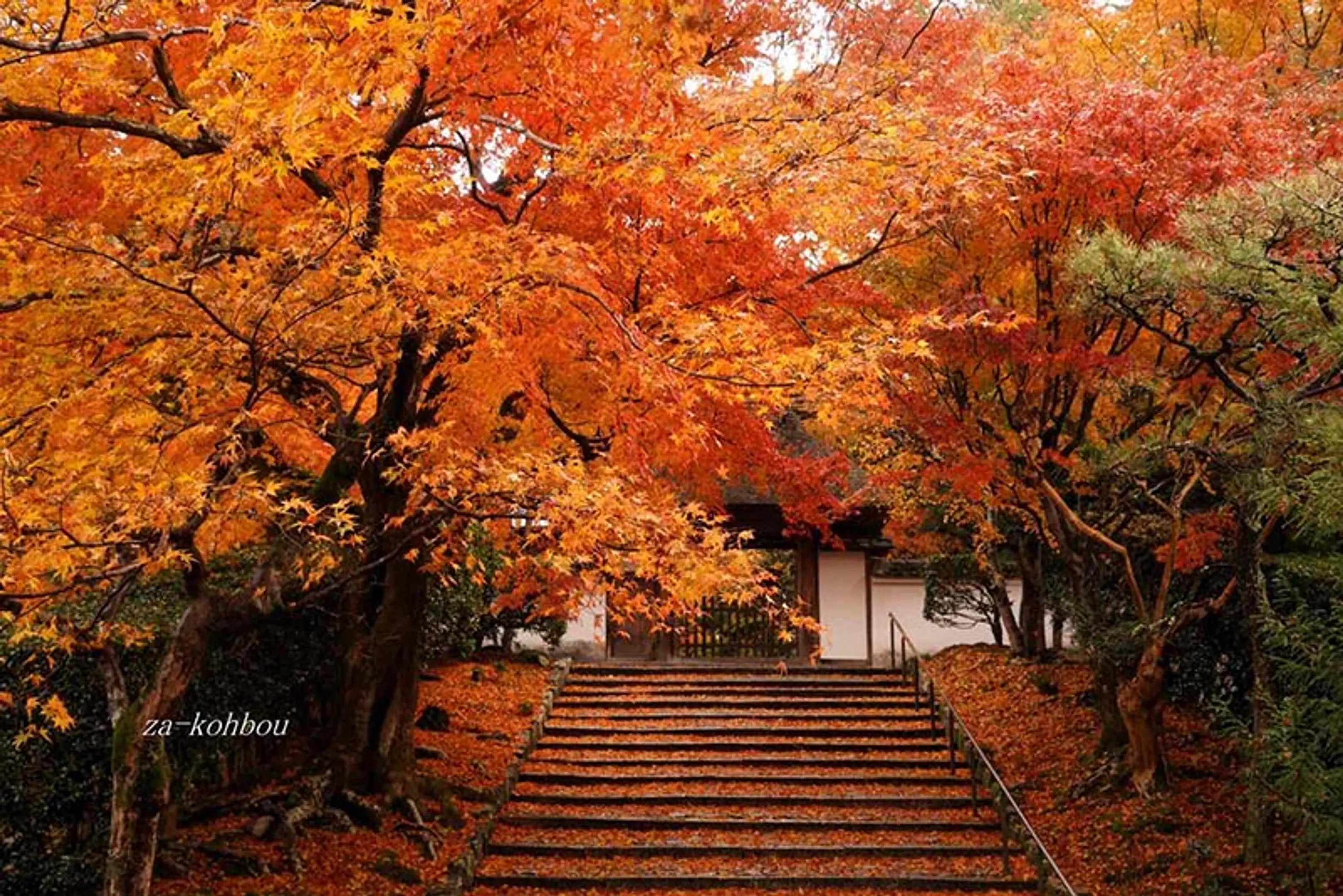 【安楽寺】紅葉
