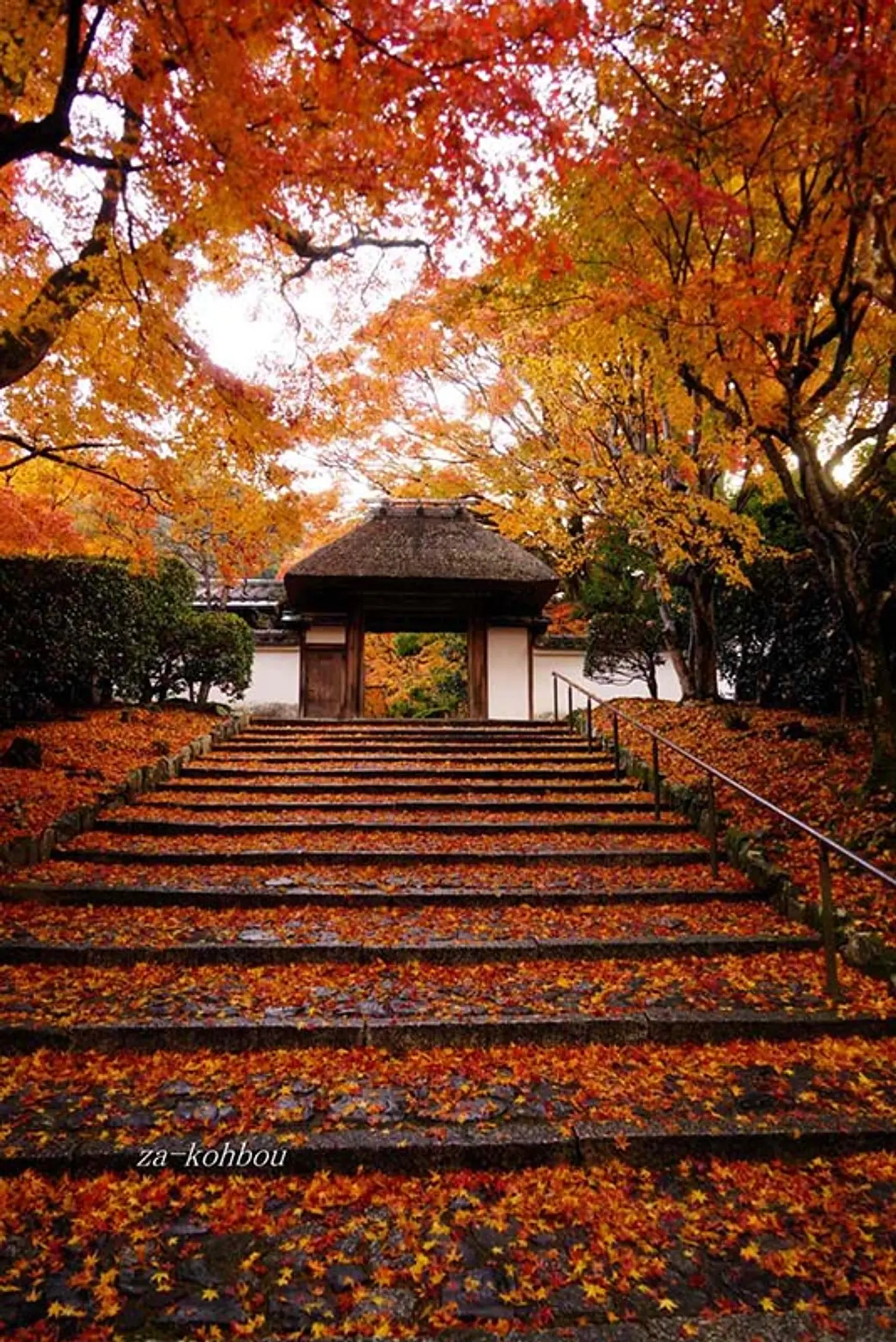 【安楽寺】紅葉