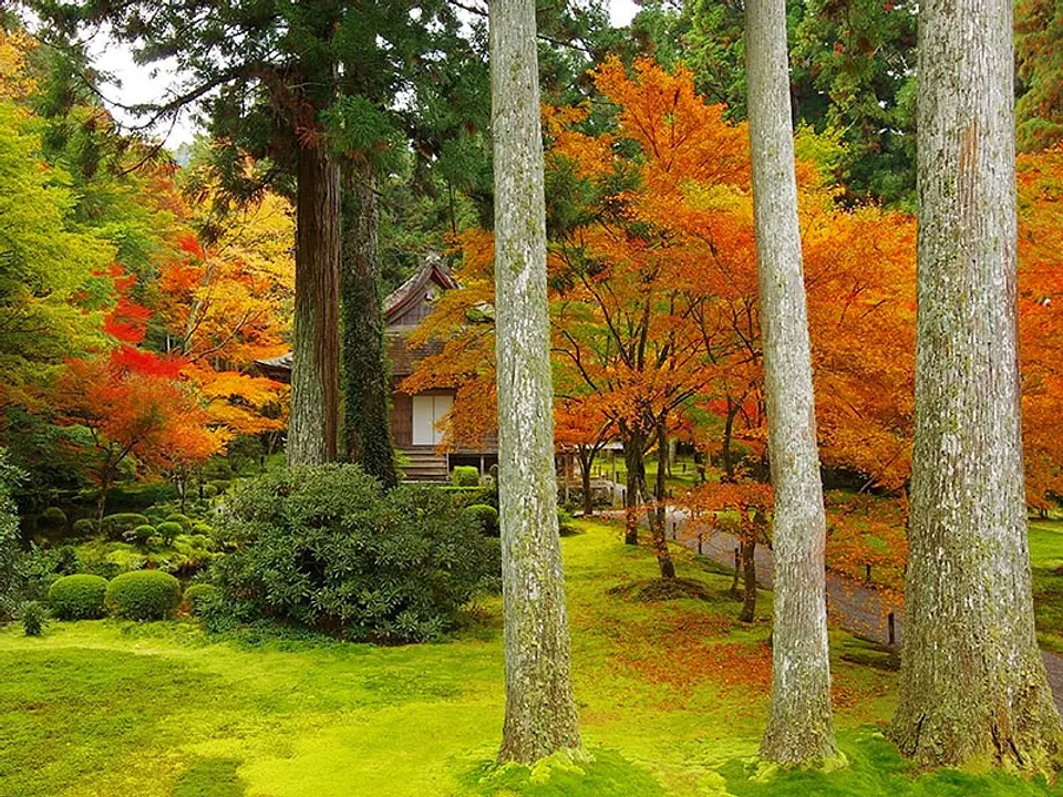【三千院】紅葉