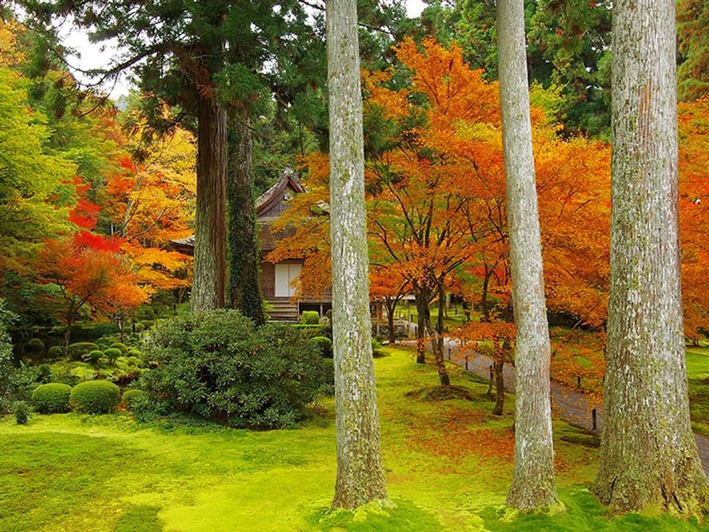 【三千院】紅葉