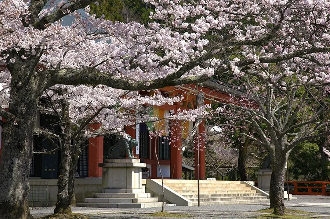 【鞍馬寺】桜