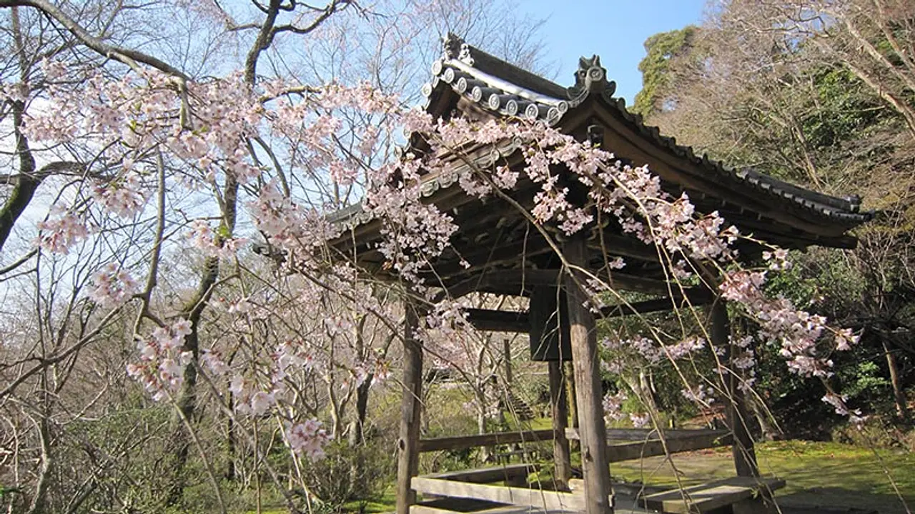 【勝持寺（花の寺）】桜