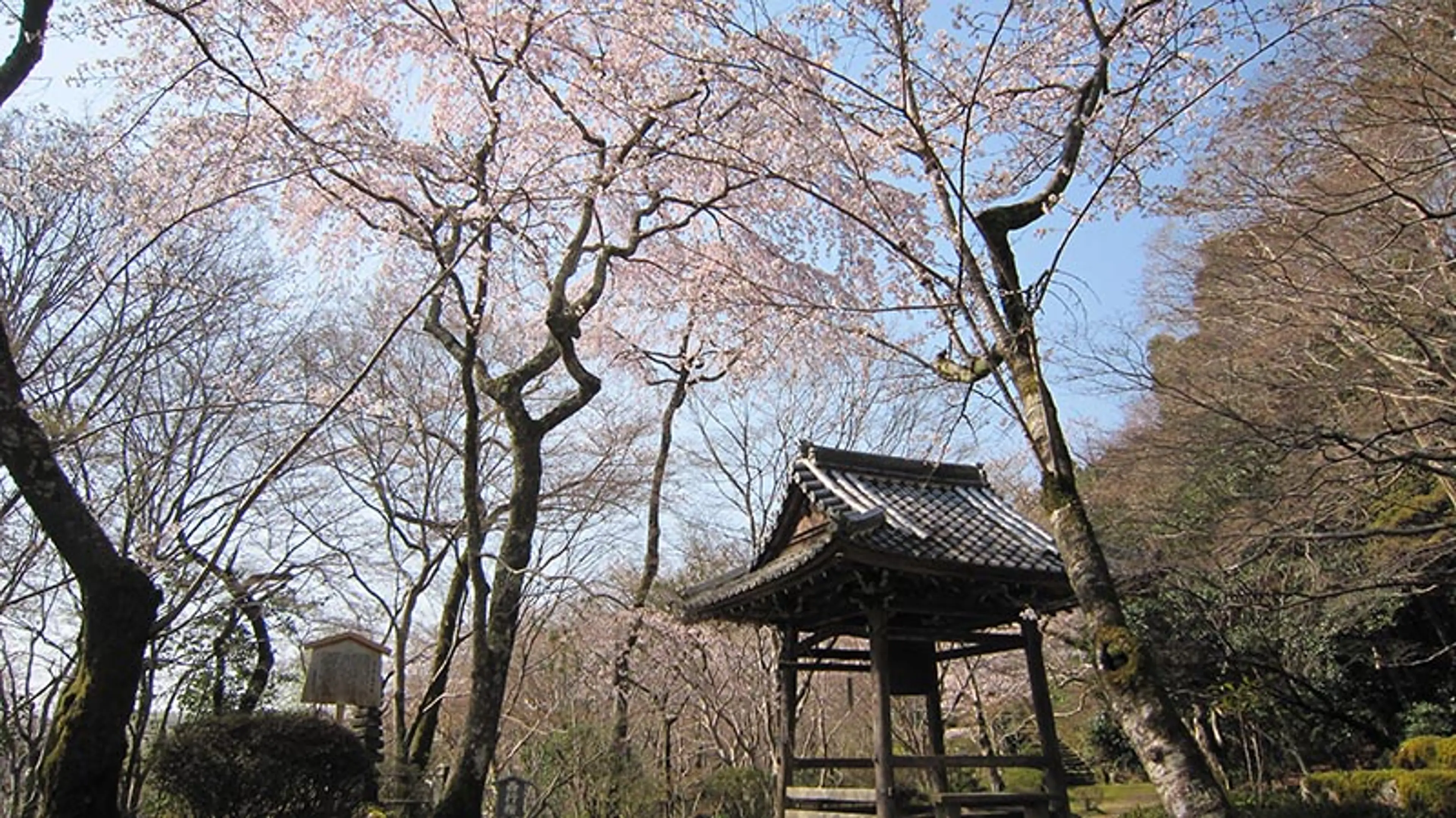 【勝持寺（花の寺）】桜