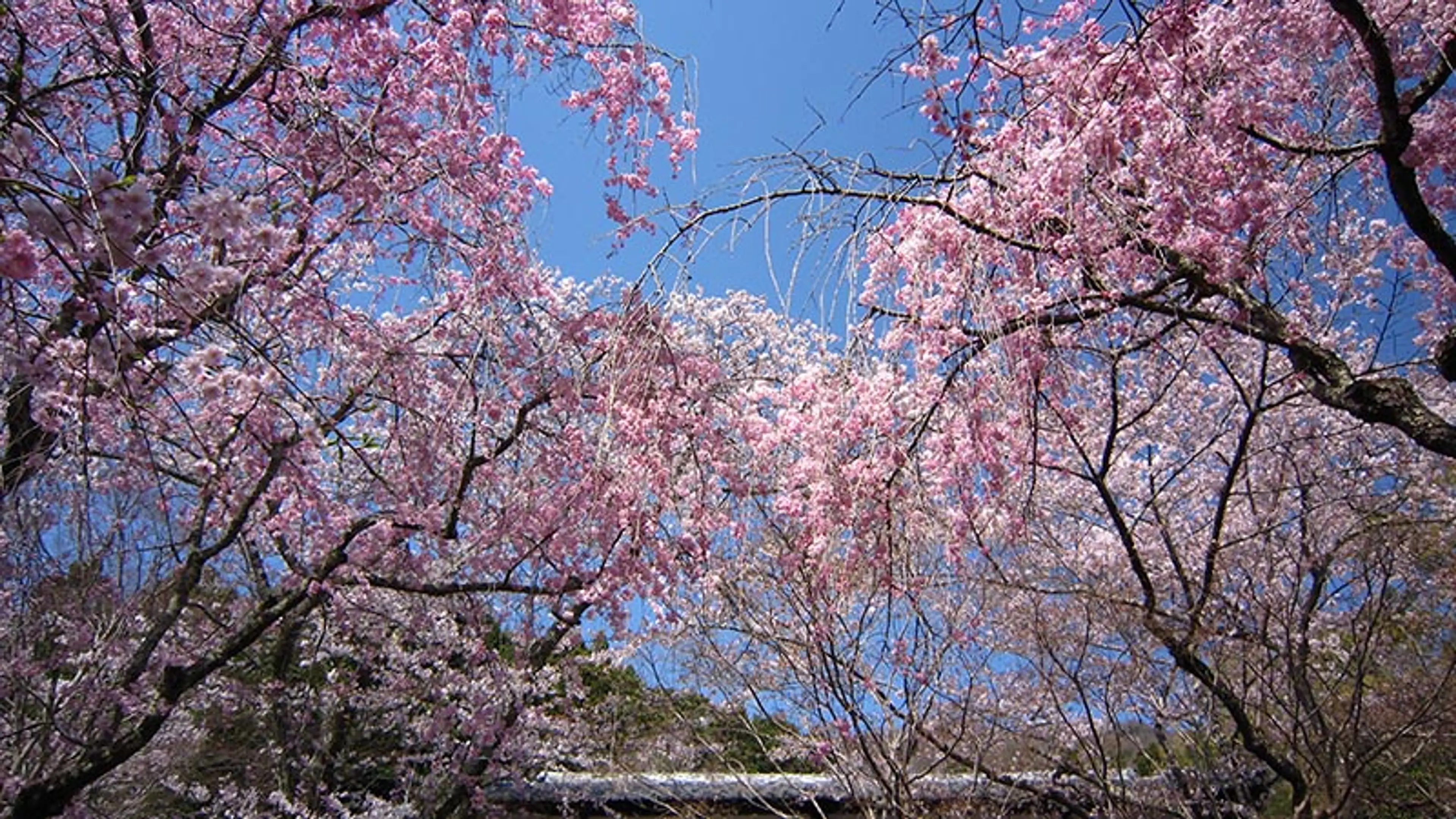 【勝持寺（花の寺）】桜