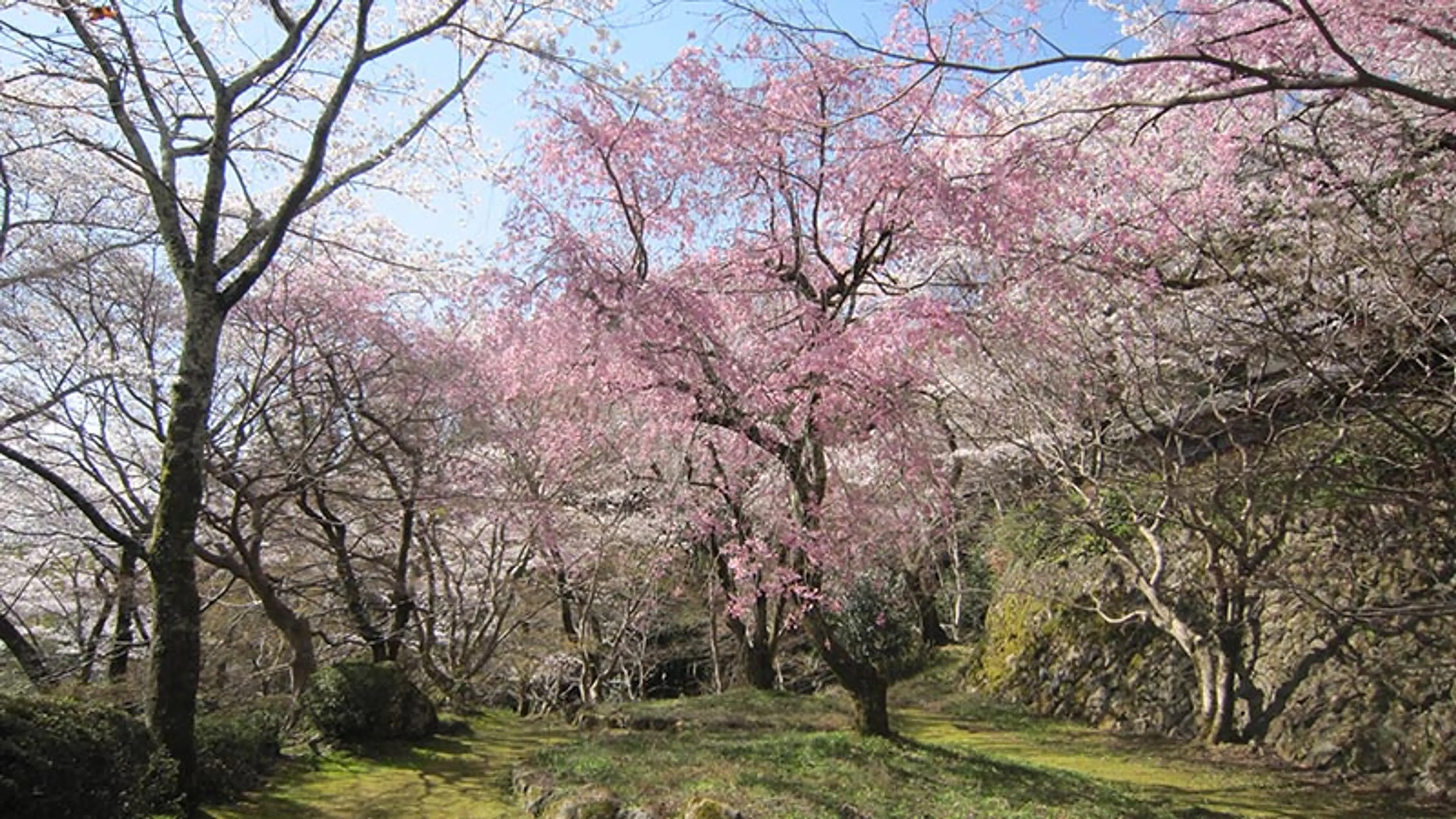 【勝持寺（花の寺）】桜