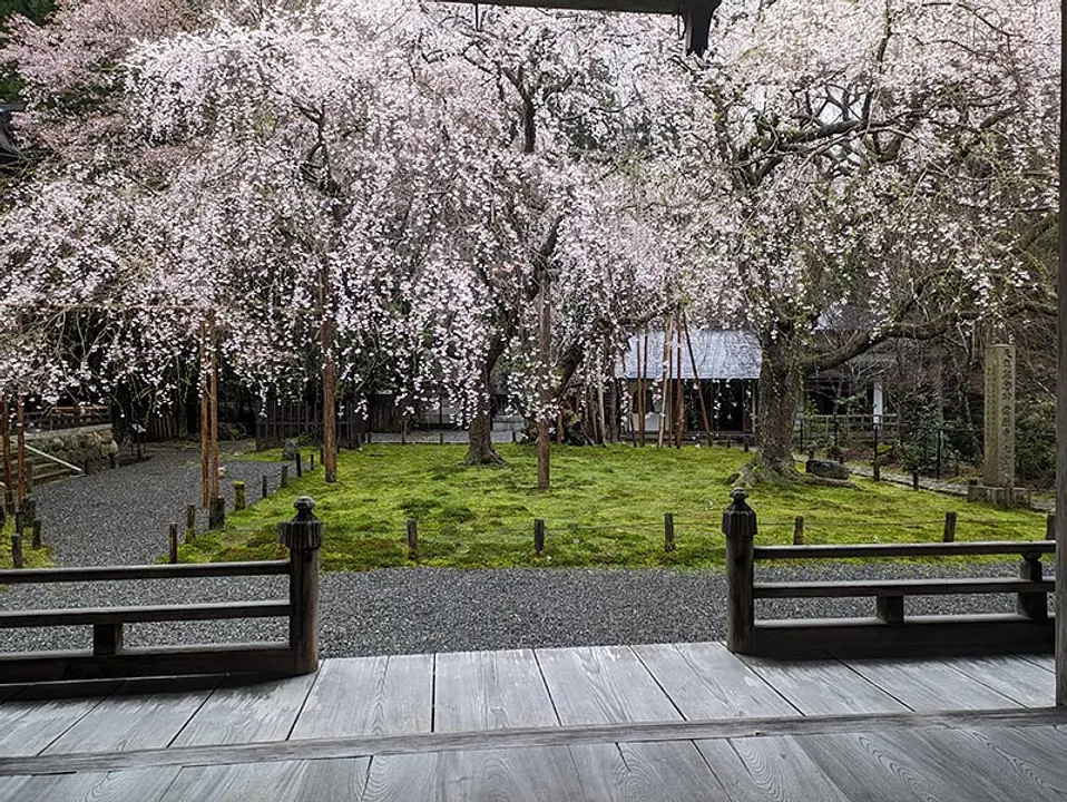 【常照皇寺】桜