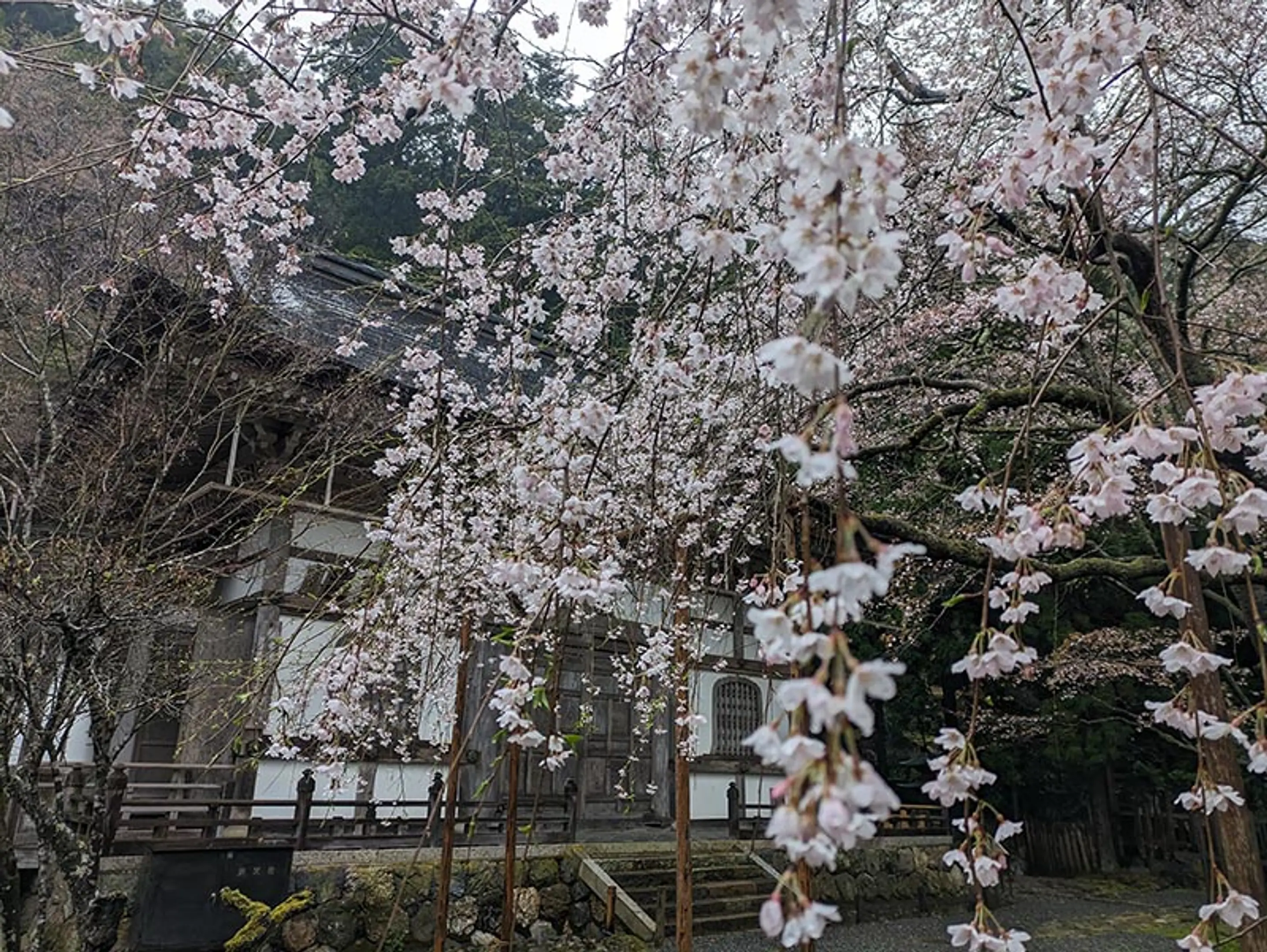 【常照皇寺】桜