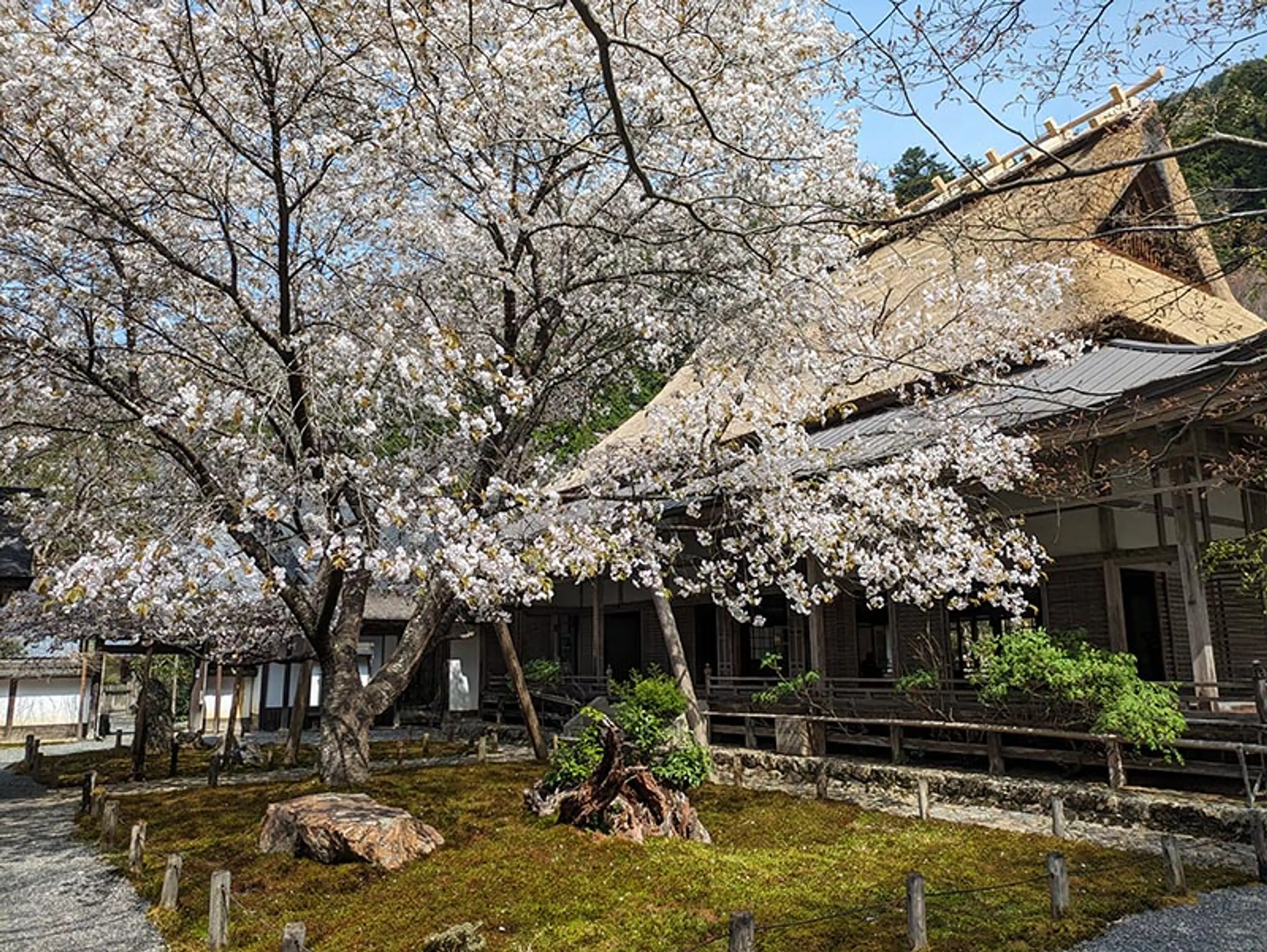 【常照皇寺】桜