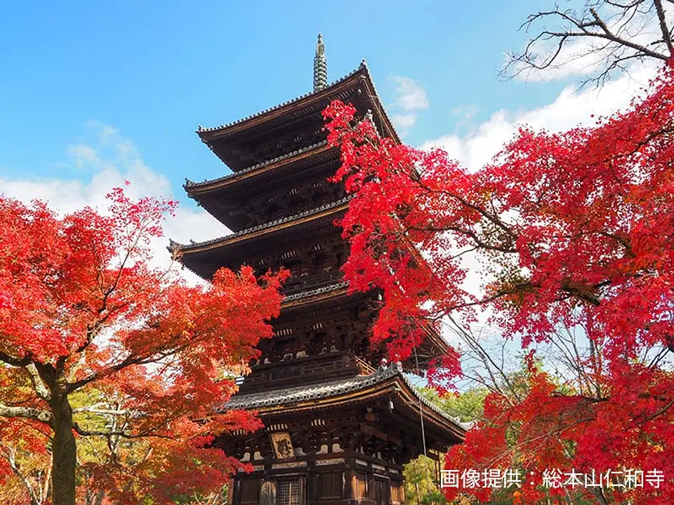 【仁和寺】紅葉