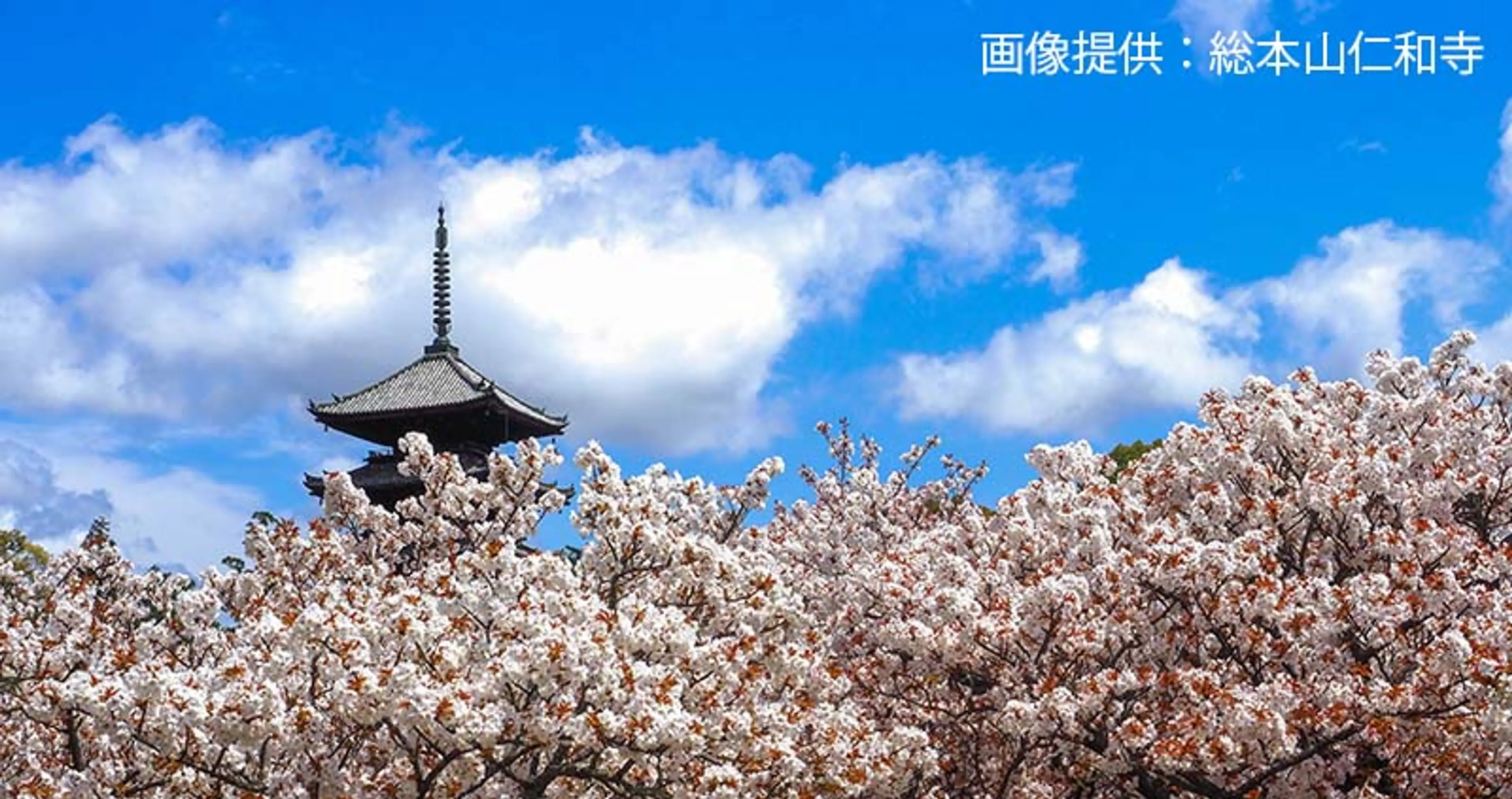 【仁和寺】桜