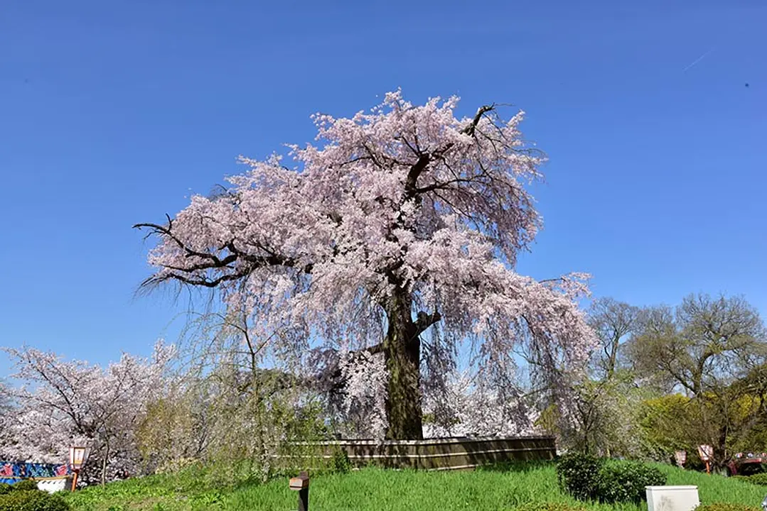 【円山公園】桜