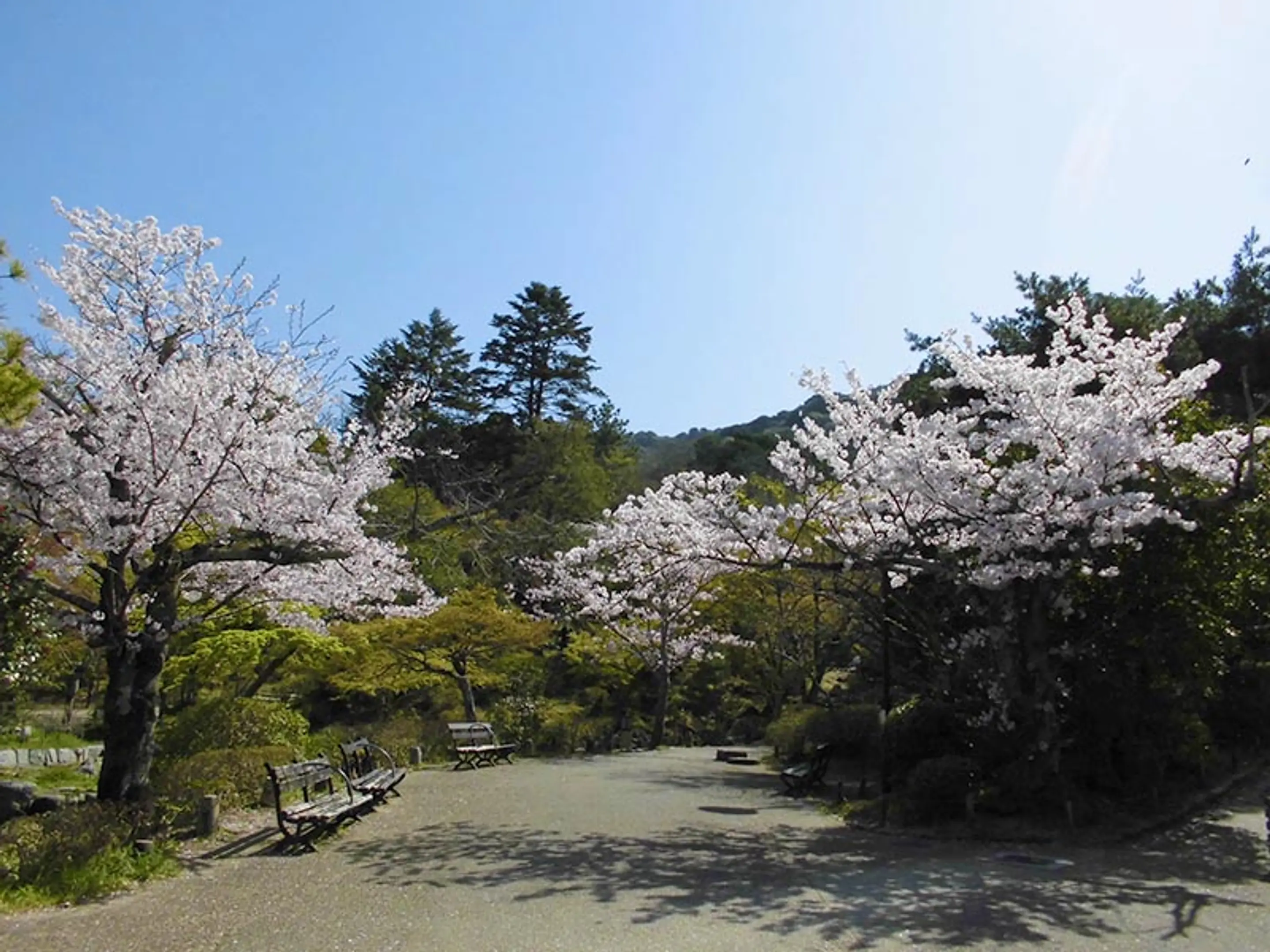 【円山公園】桜