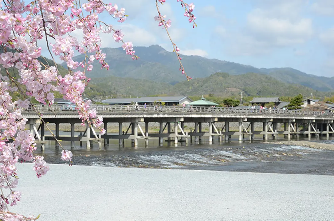 【嵐山】桜
