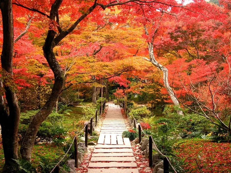 【宝篋院】紅葉