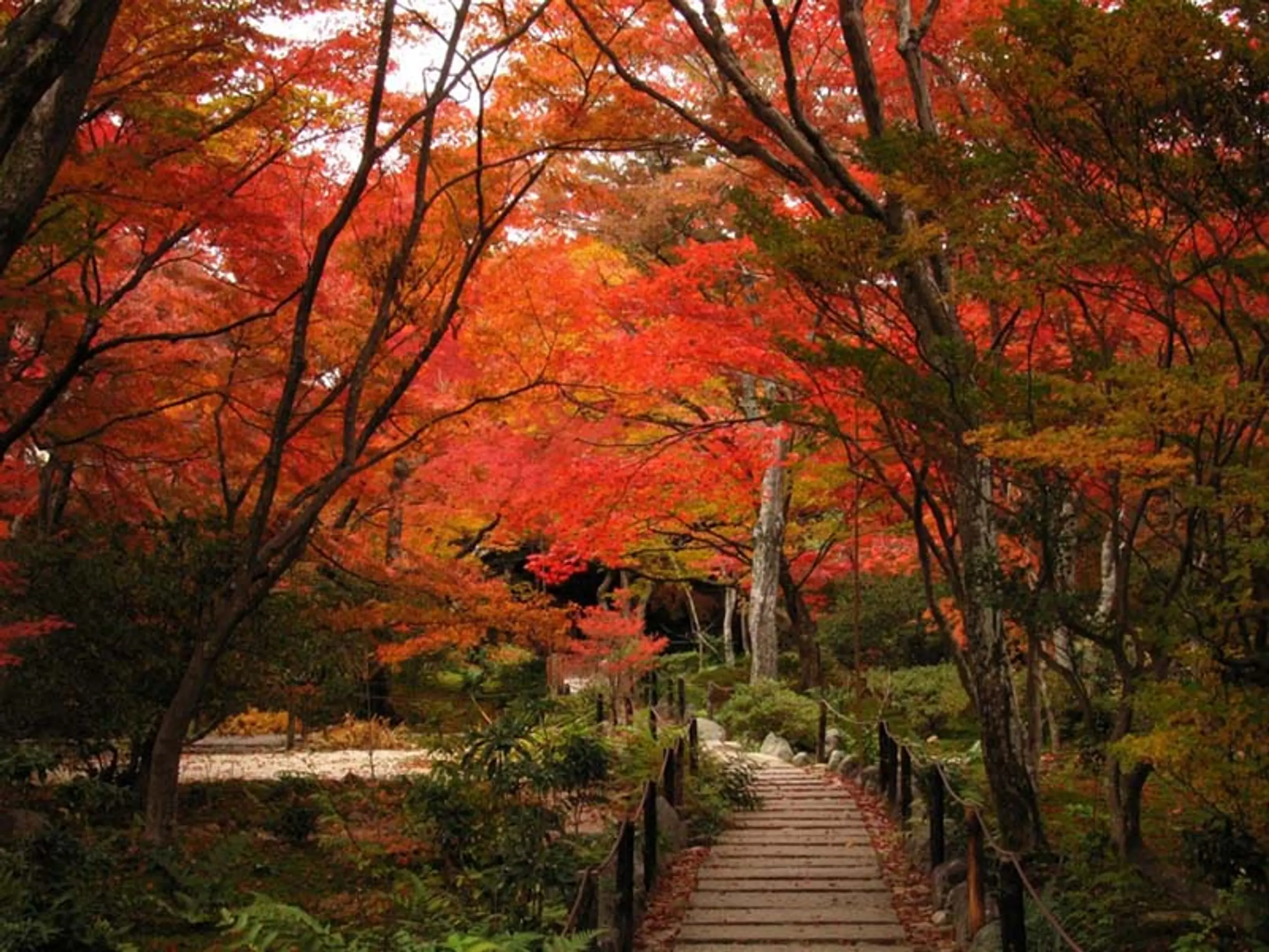 【宝篋院】紅葉