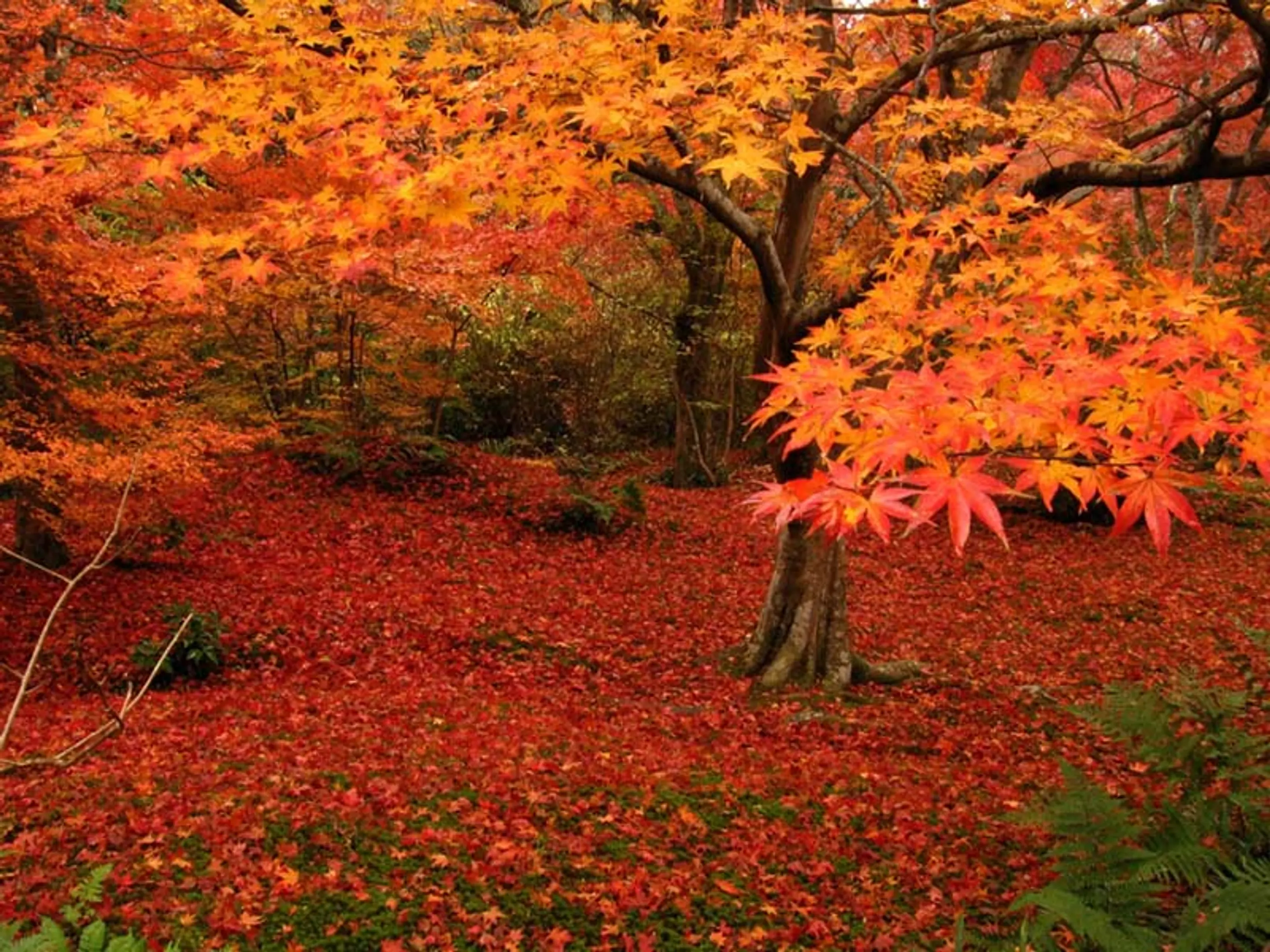 【宝篋院】紅葉