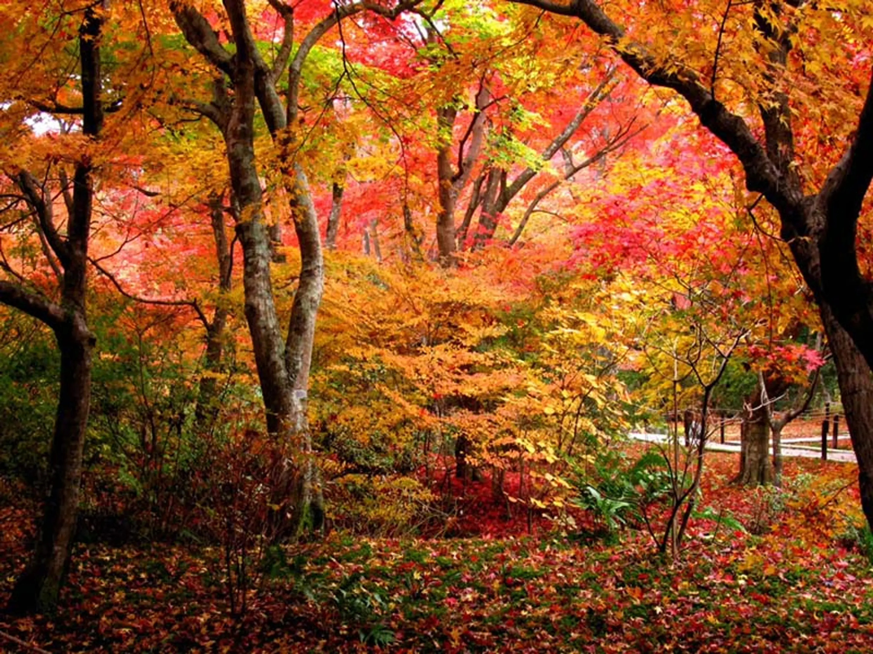 【宝篋院】紅葉