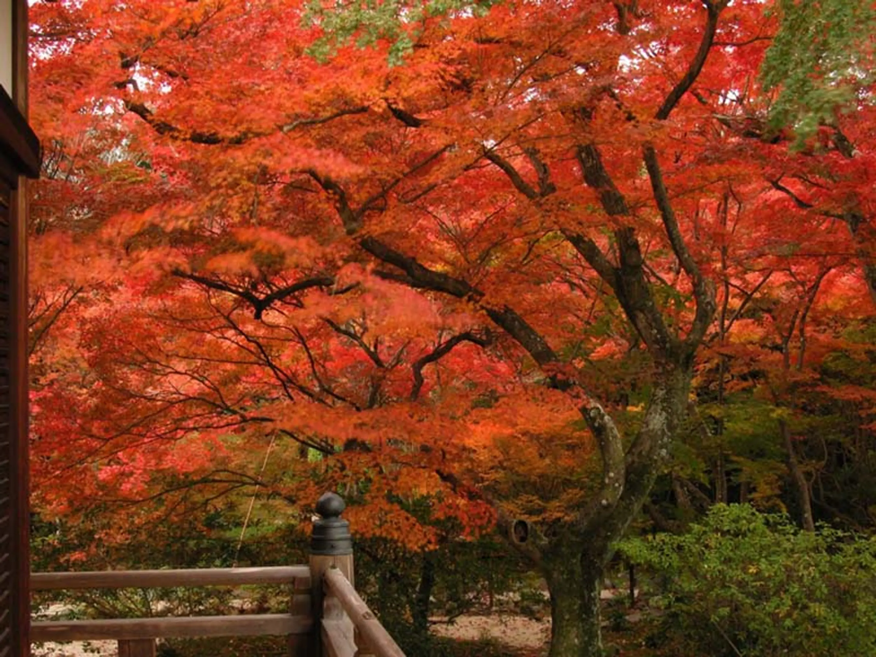 【宝篋院】紅葉