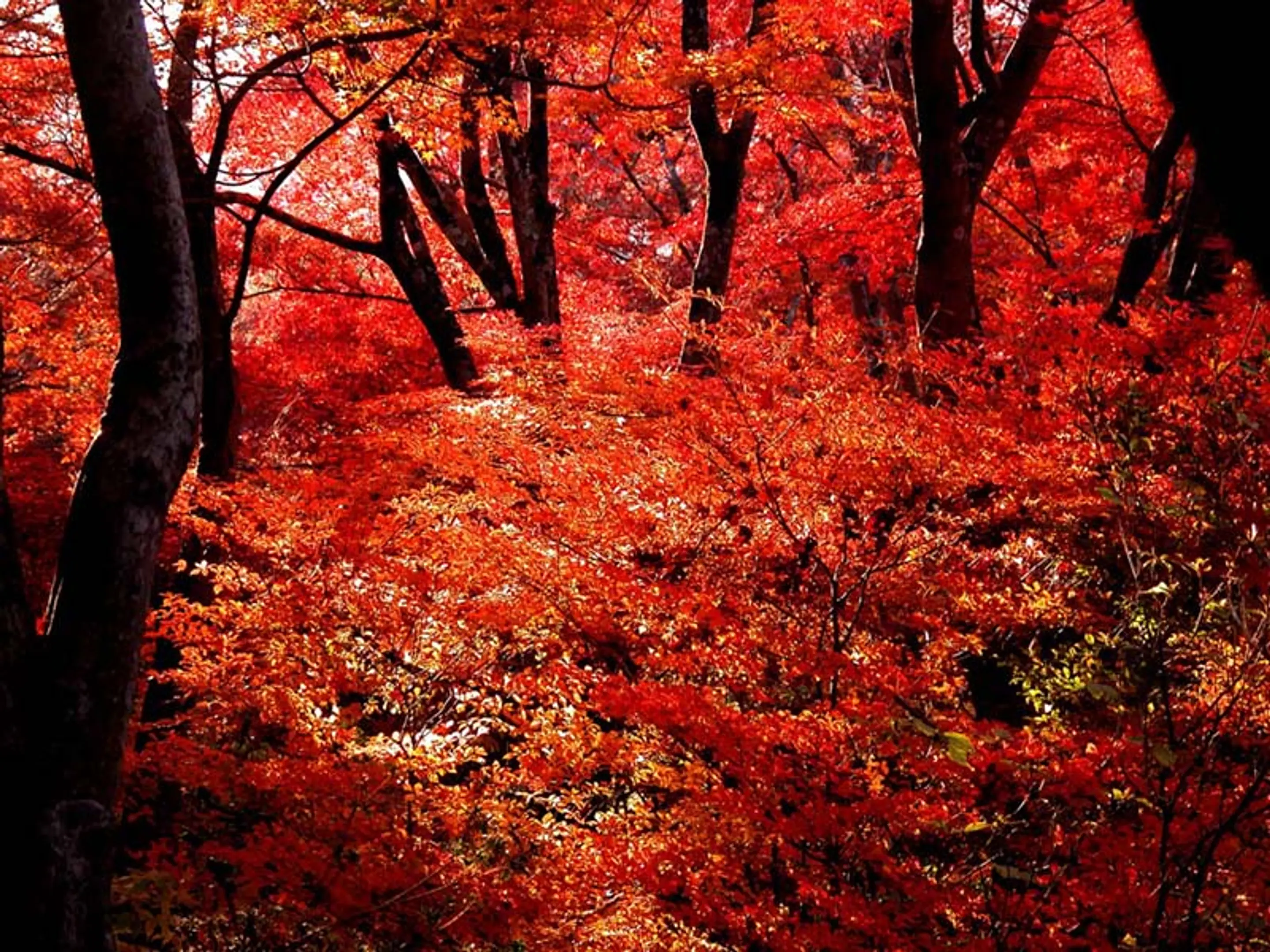 【宝篋院】紅葉