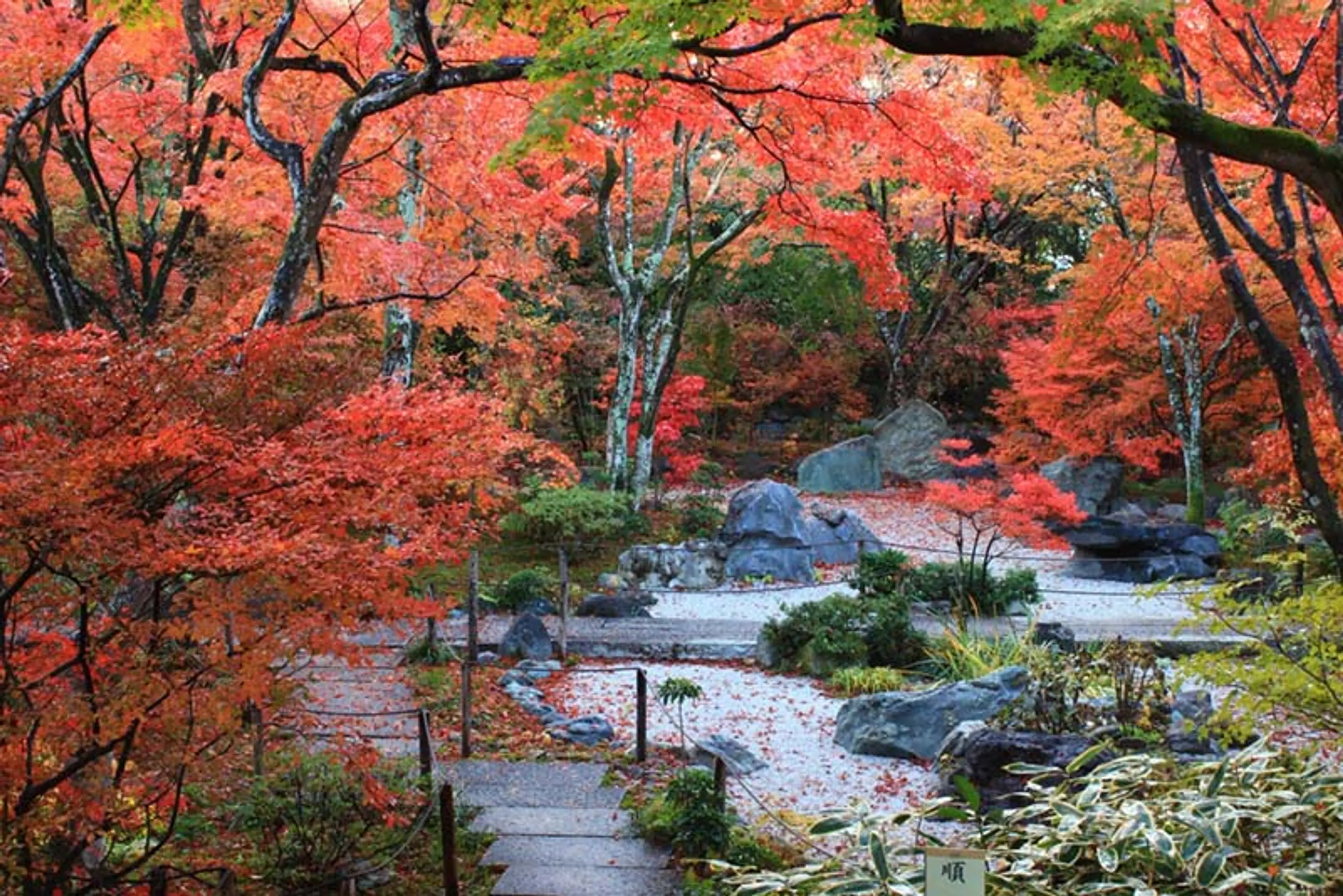 【宝篋院】紅葉