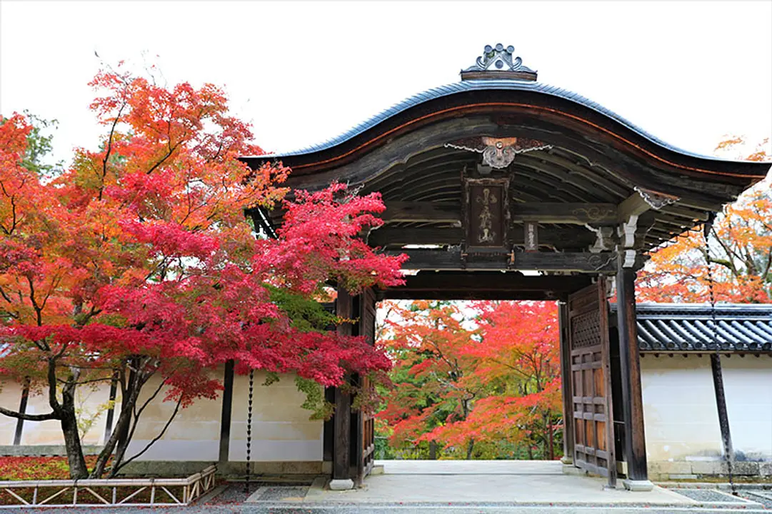 【二尊院】紅葉