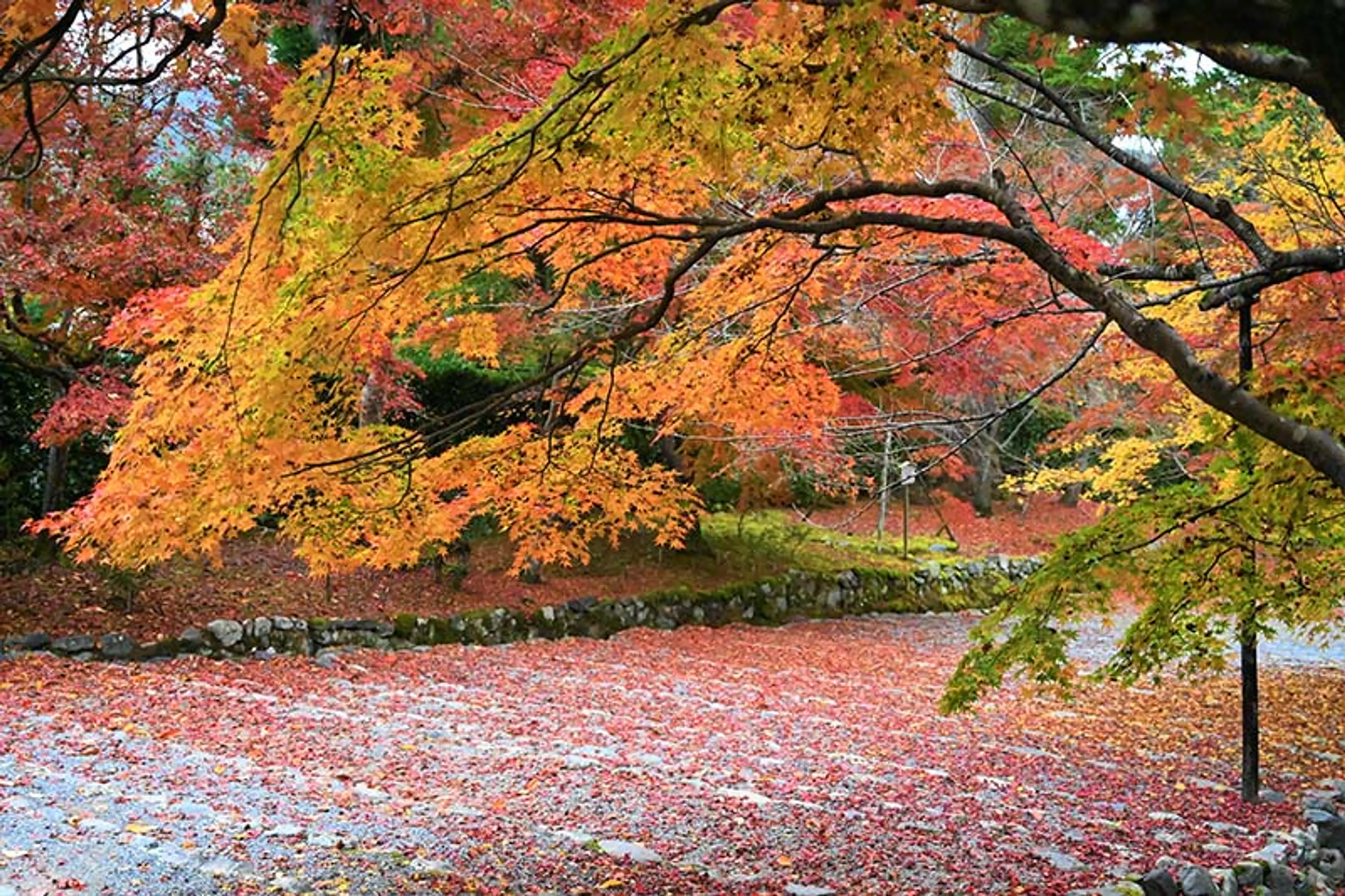 【二尊院】紅葉