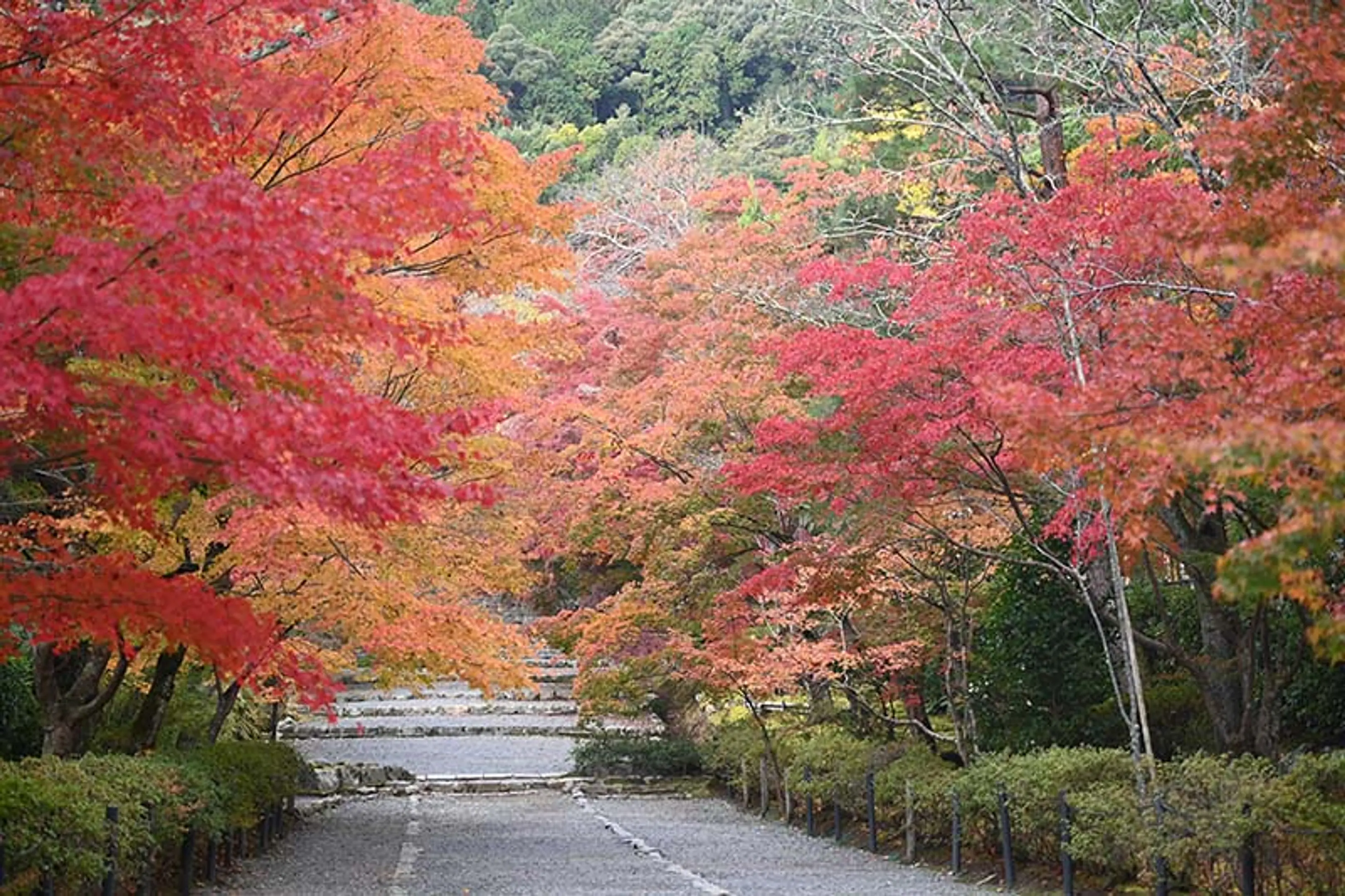 【二尊院】紅葉