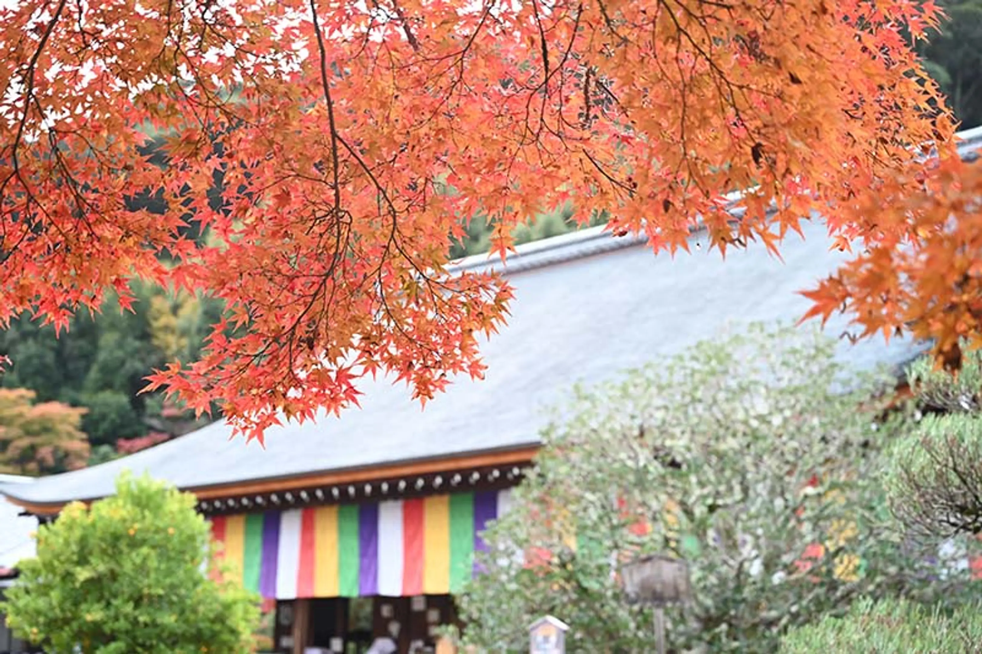 【二尊院】紅葉