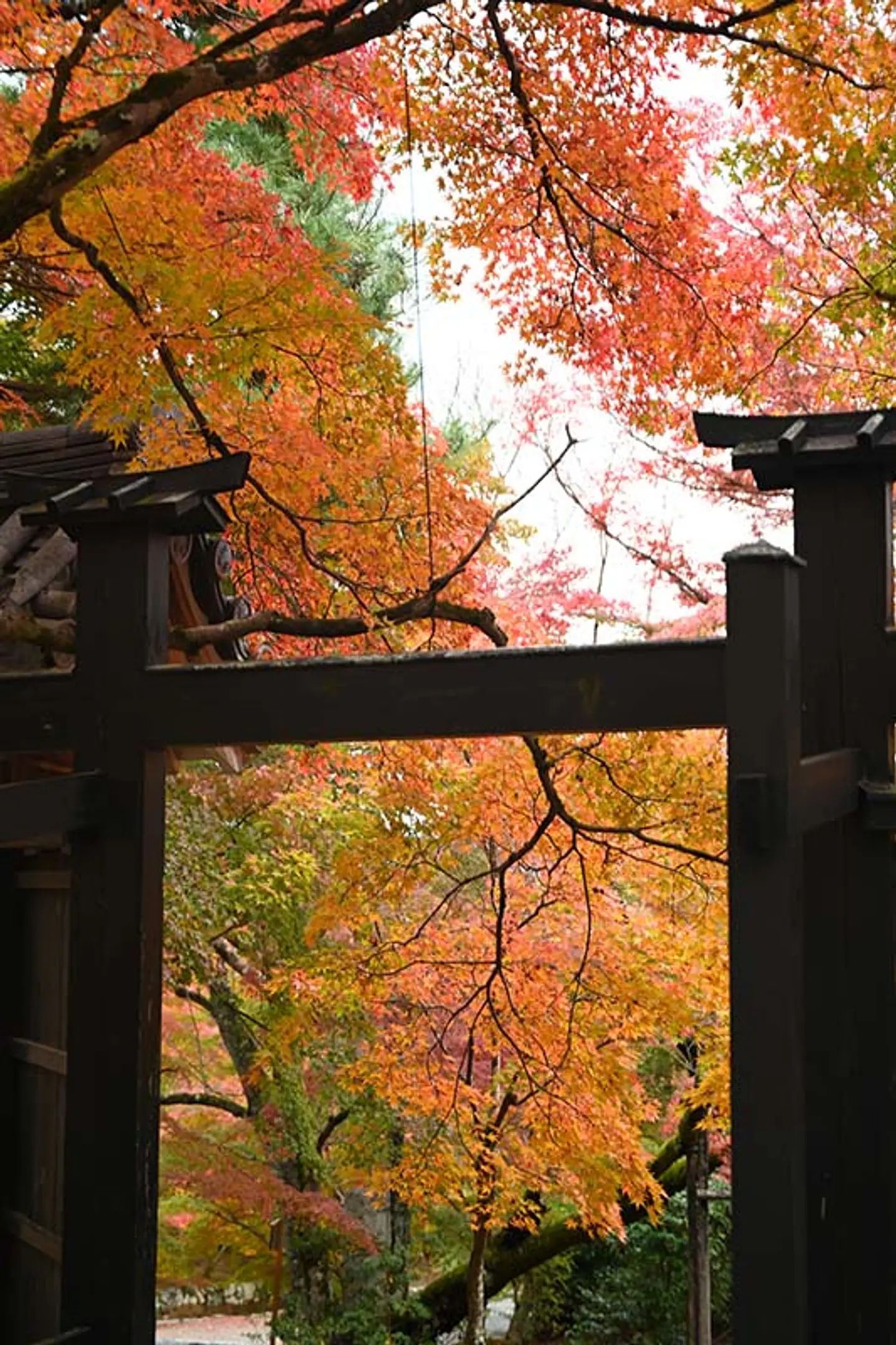 【二尊院】紅葉