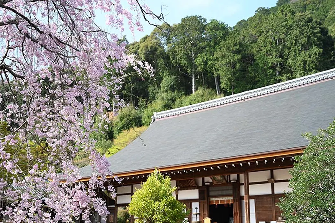 【二尊院】桜