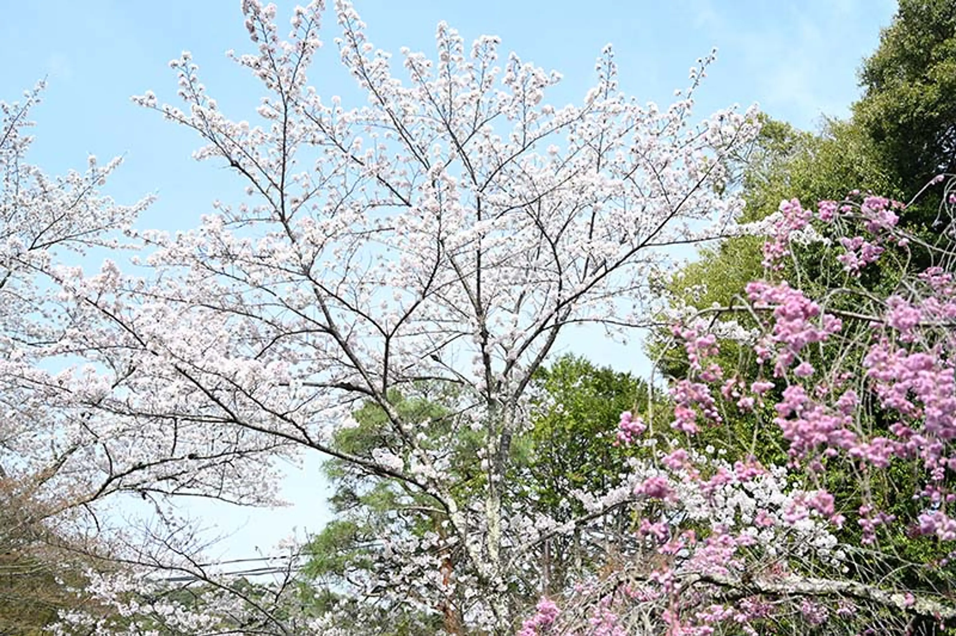 【二尊院】桜