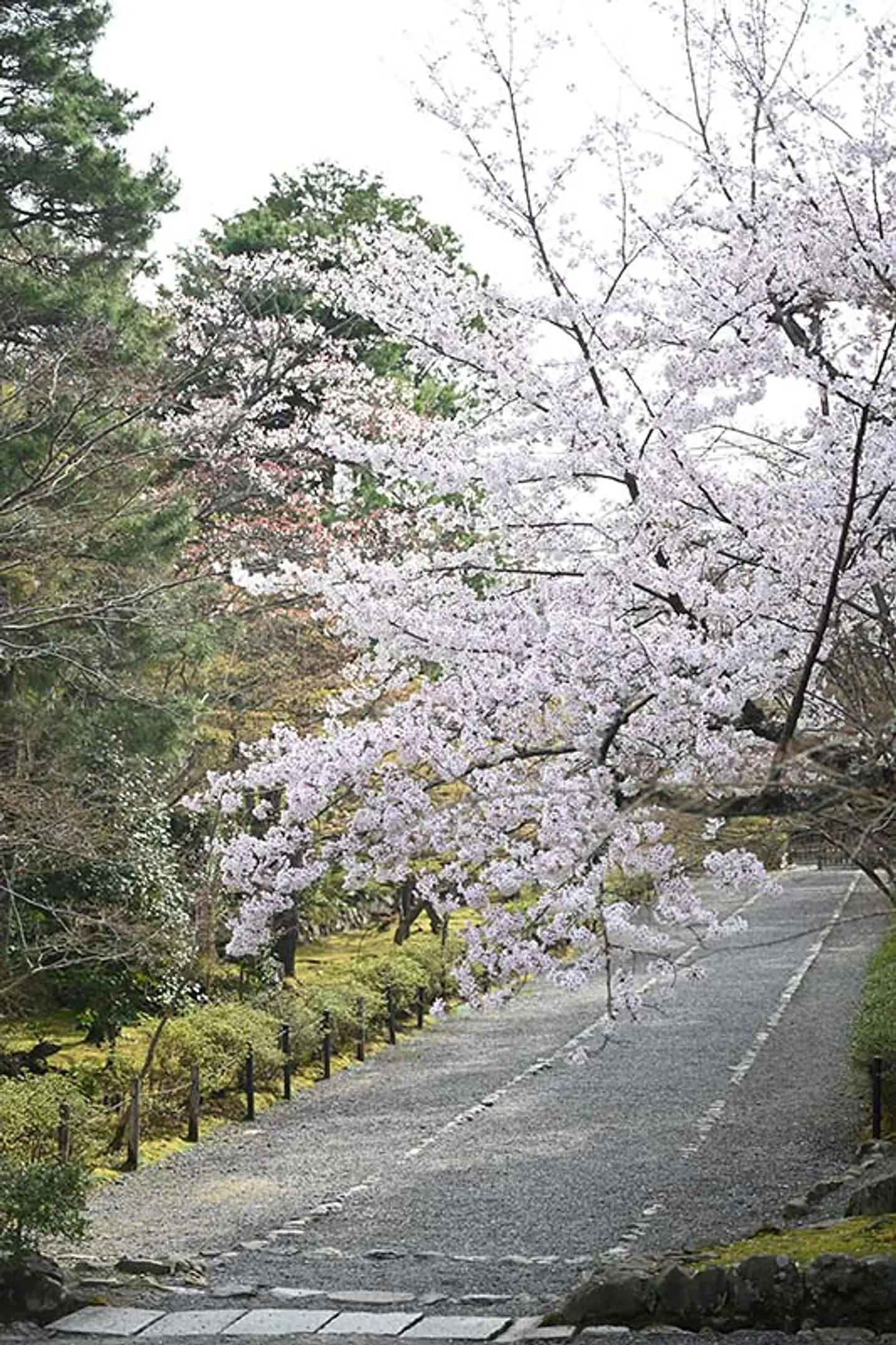 【二尊院】桜